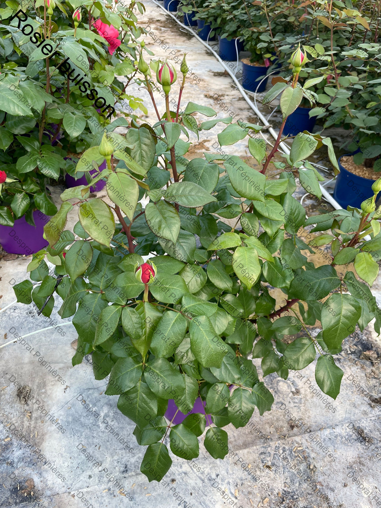 rosier Buisson 
