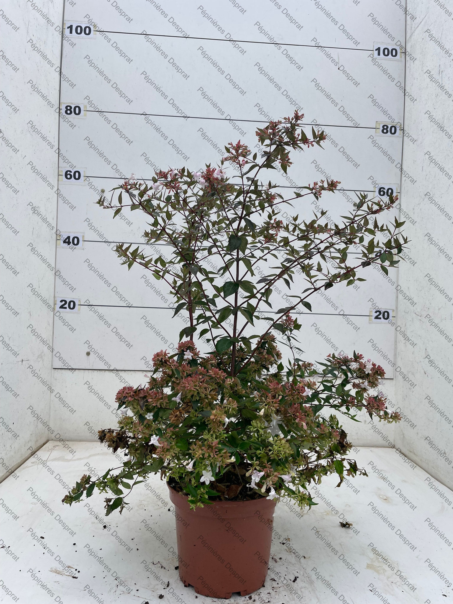 C3 ABELIA GRANDIFLORA