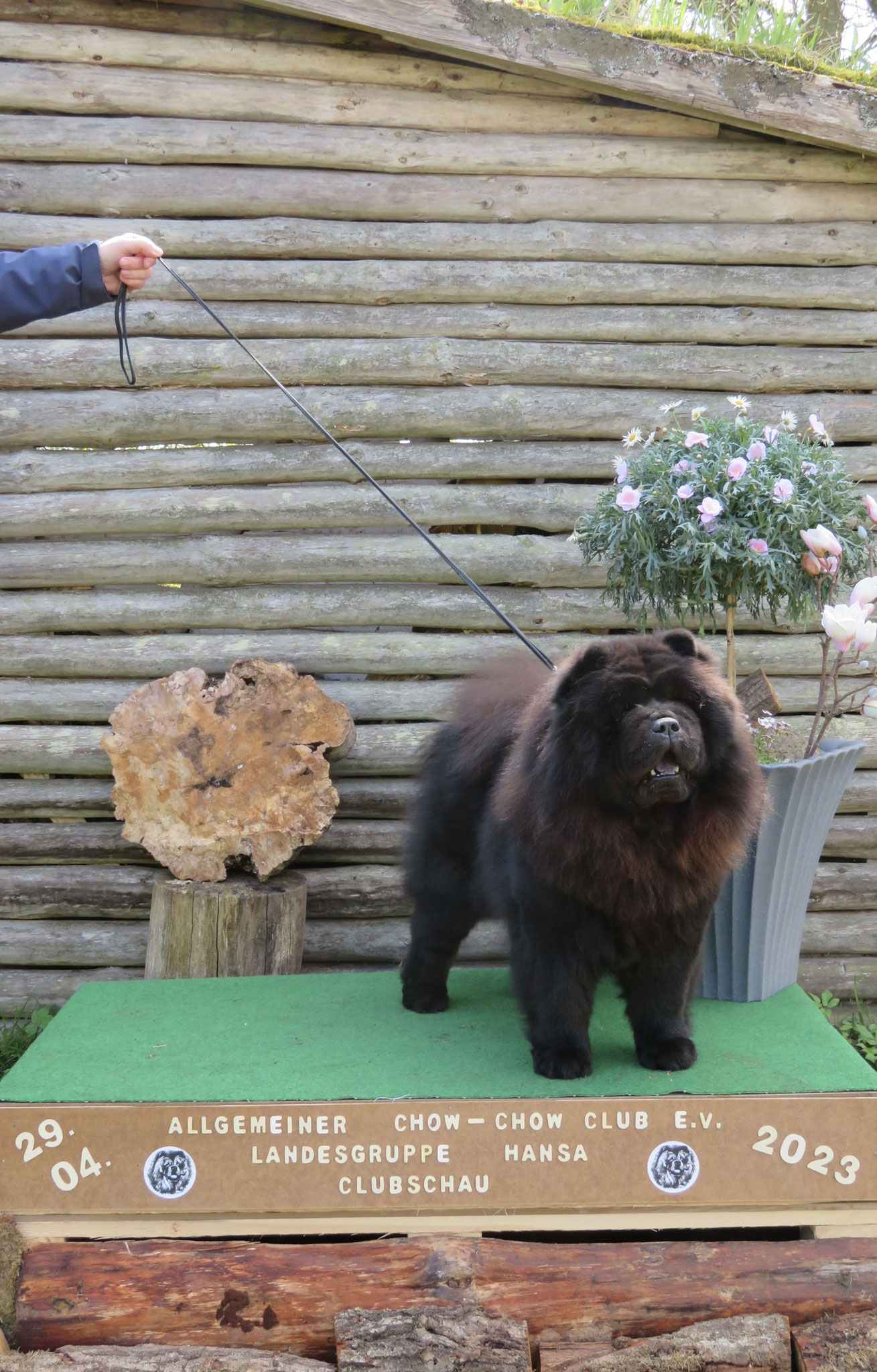 Clubveteranensiegerin und Bester Veteran - Ebby Black Beauty von der Wieseck-Aue