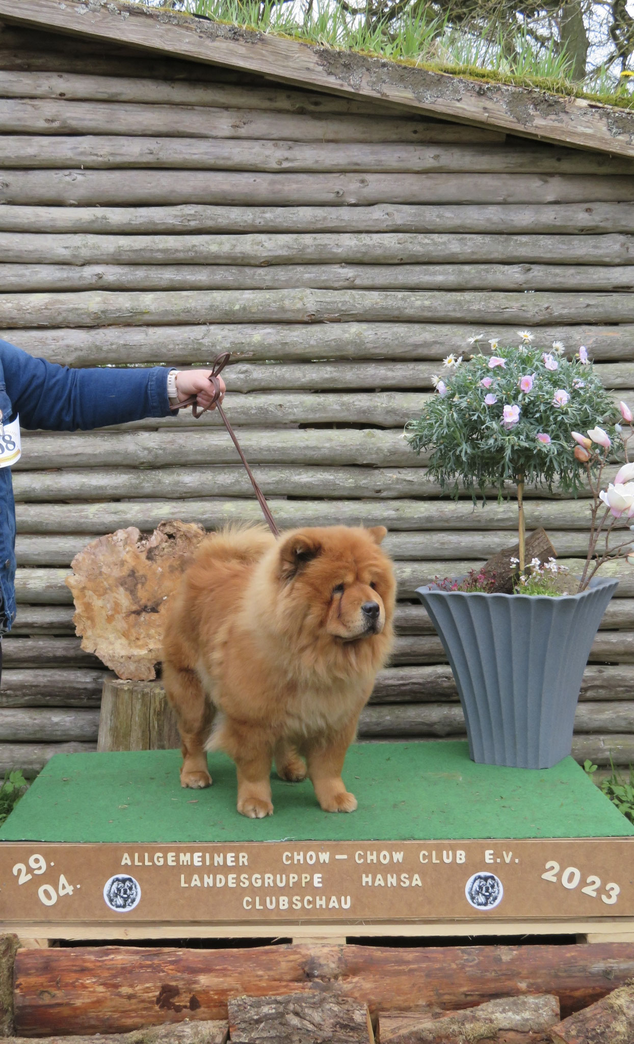 Bestes Liebhabertier - Sweet Samira Shen Te Chows