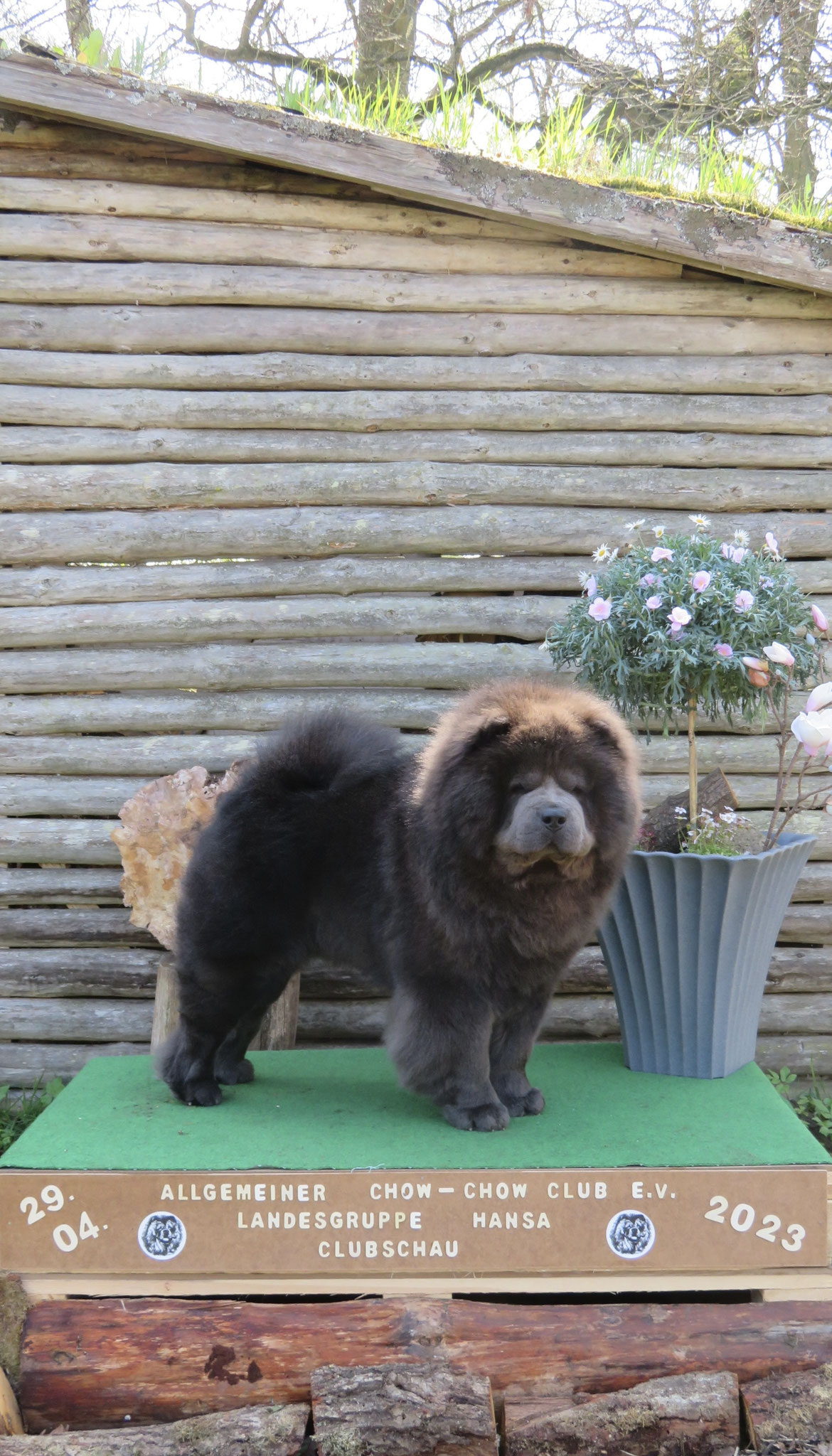 Clubsieger und BOS - Gao de xin Xenon Oreo