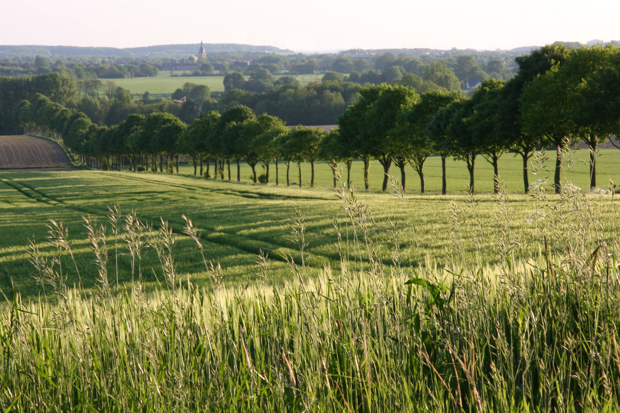 Landschaft in den Baumbergen.