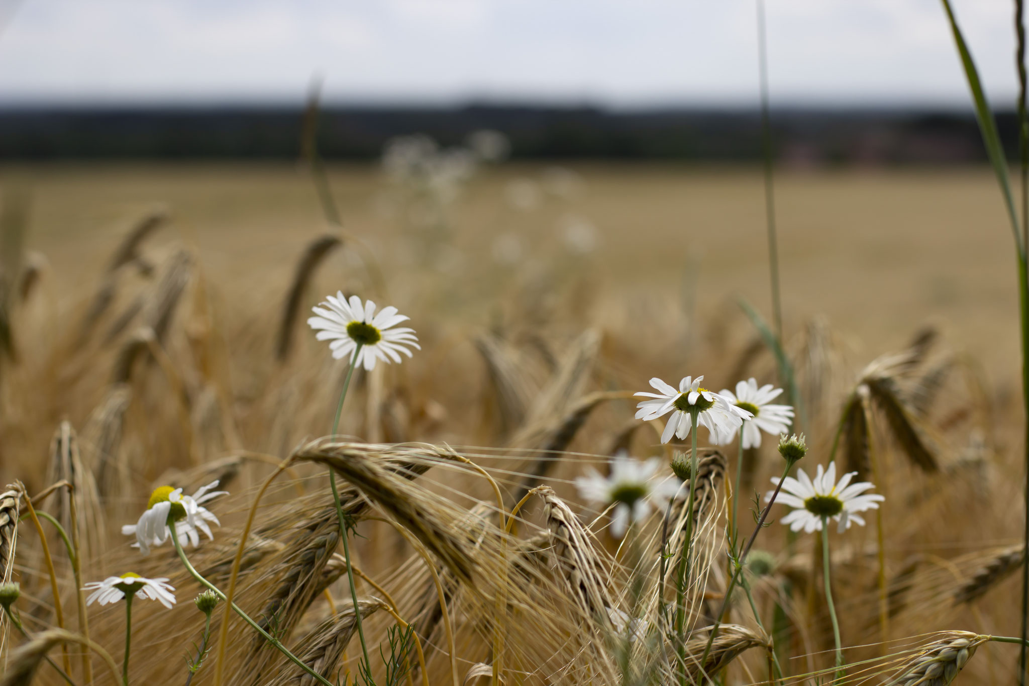Feld in den Baumbergen.