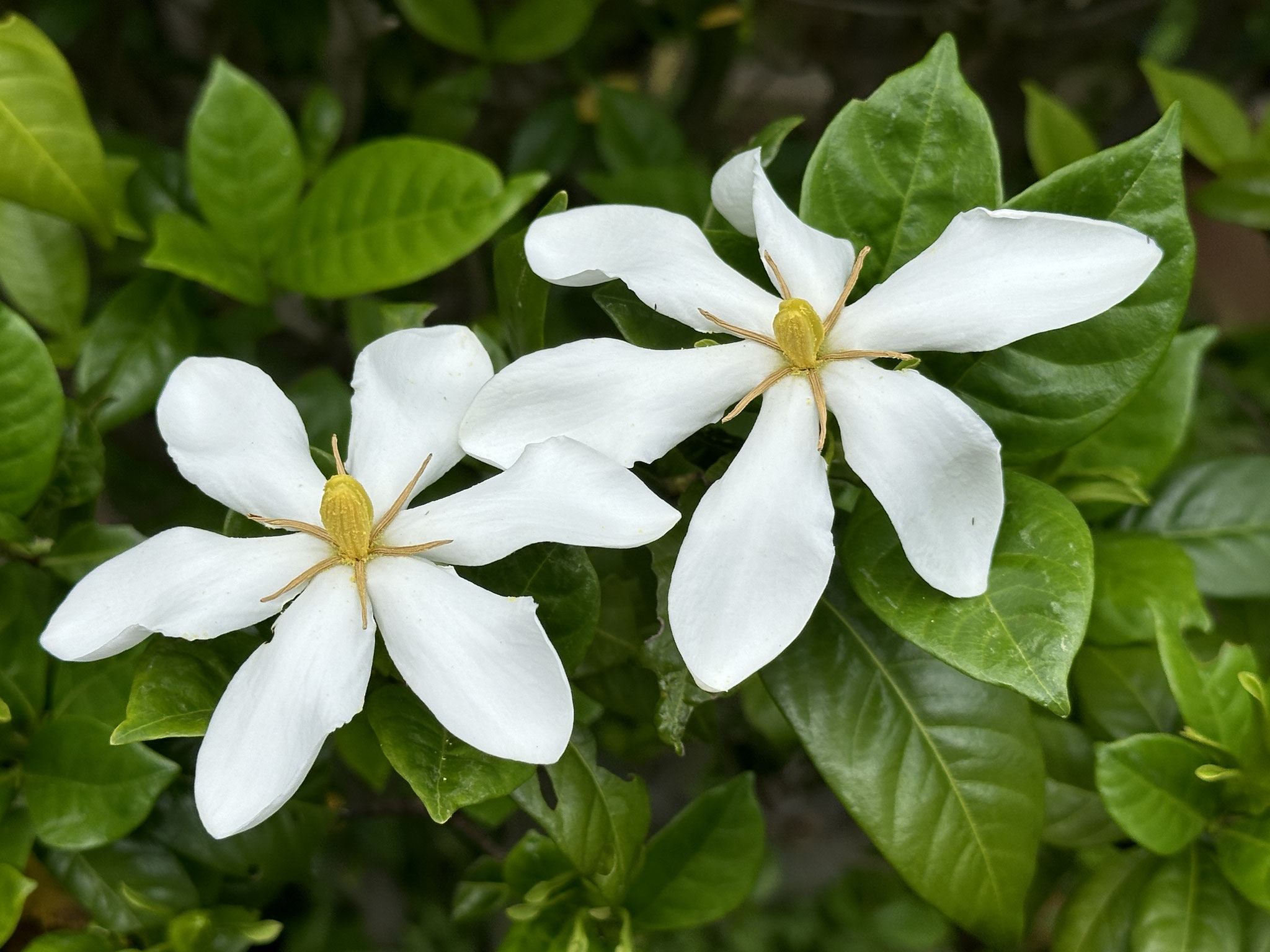 ✿ガーデニア - shikinohananiwa ページ！