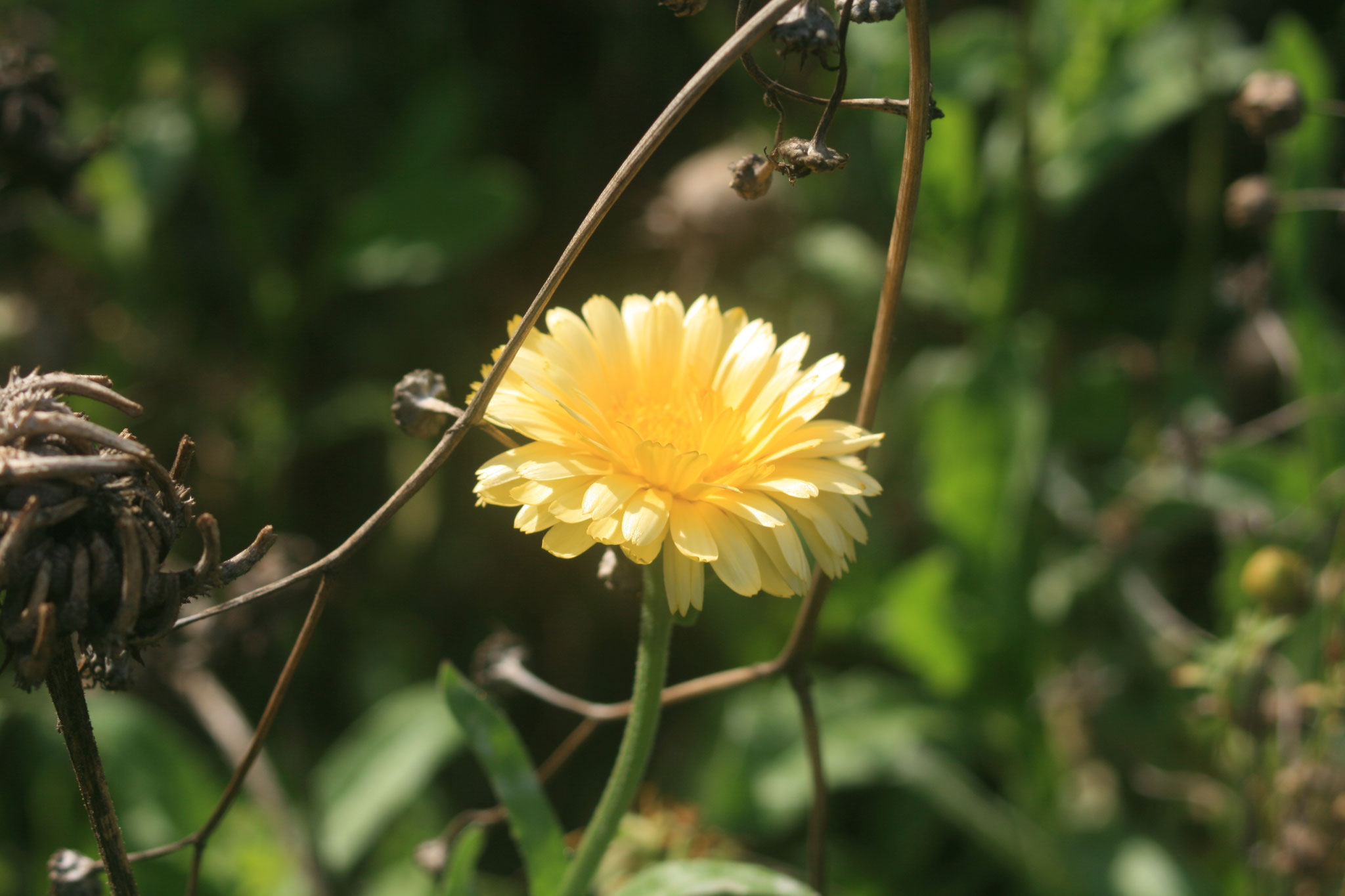 Blumenwiese ©cimpluise