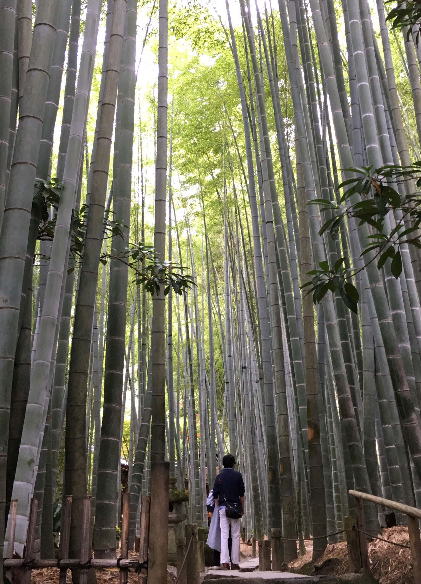 Hokokuji Temple