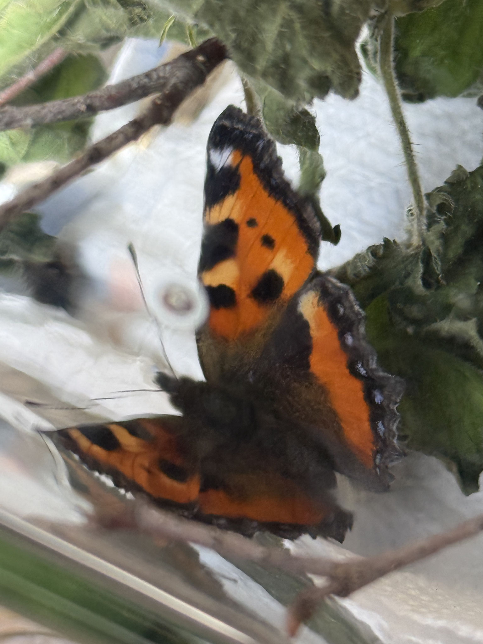 Welt der Schmetterling