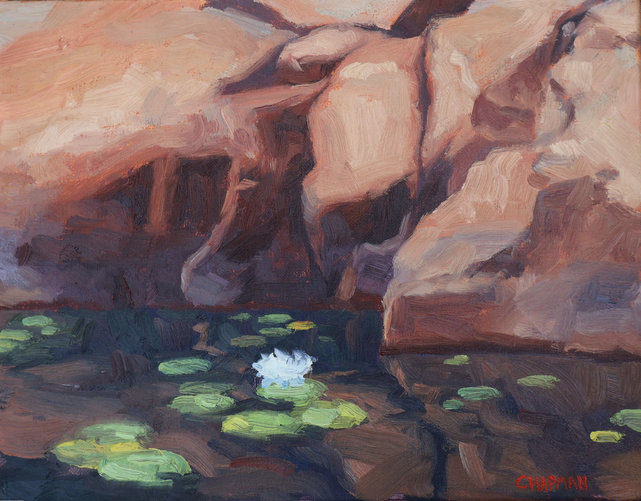 LILYPAD REFLECTIONS 11 x 14 oil