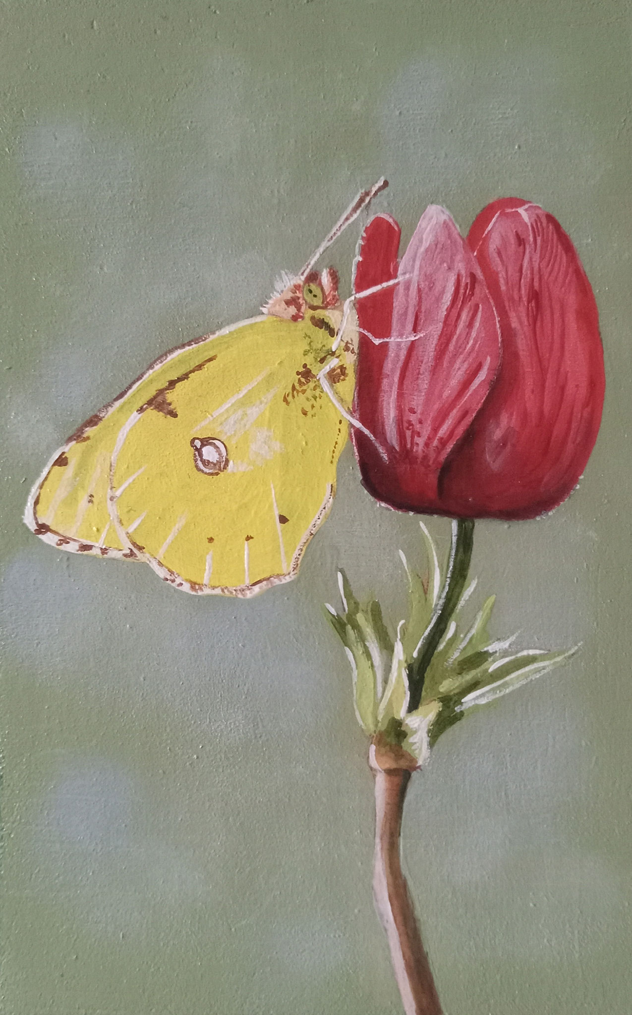 CLOUDED YELLOW BUTTERFLY  5.75 x 3.75 acrylic 