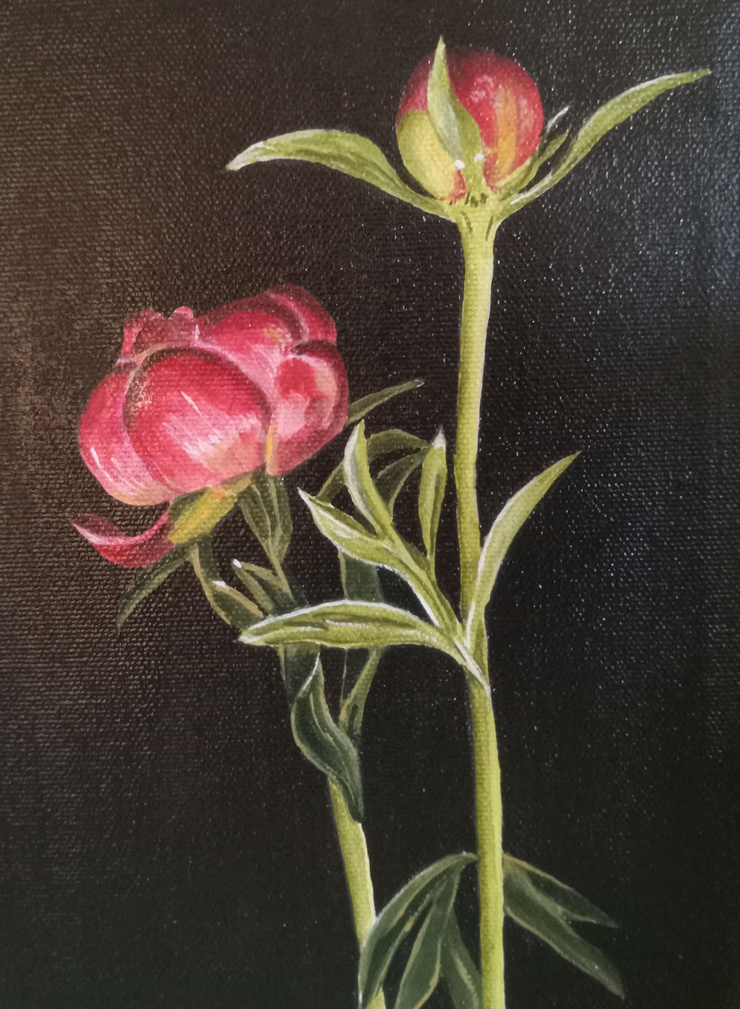 PEONIES  8 x 6  acrylic on canvas 