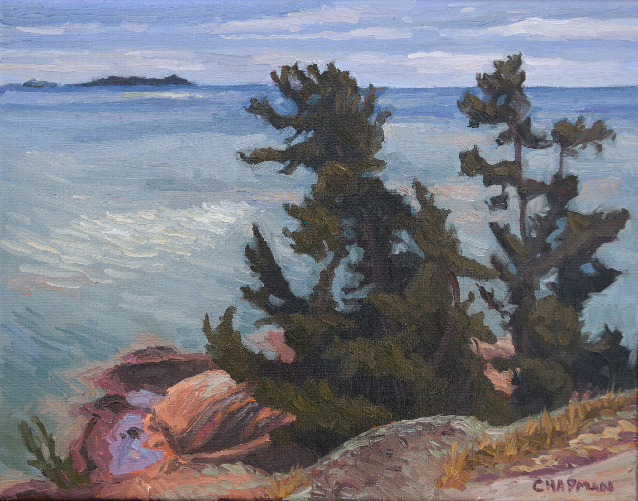 STORMY WHITE PINES 11 x 14  oil on canvas 