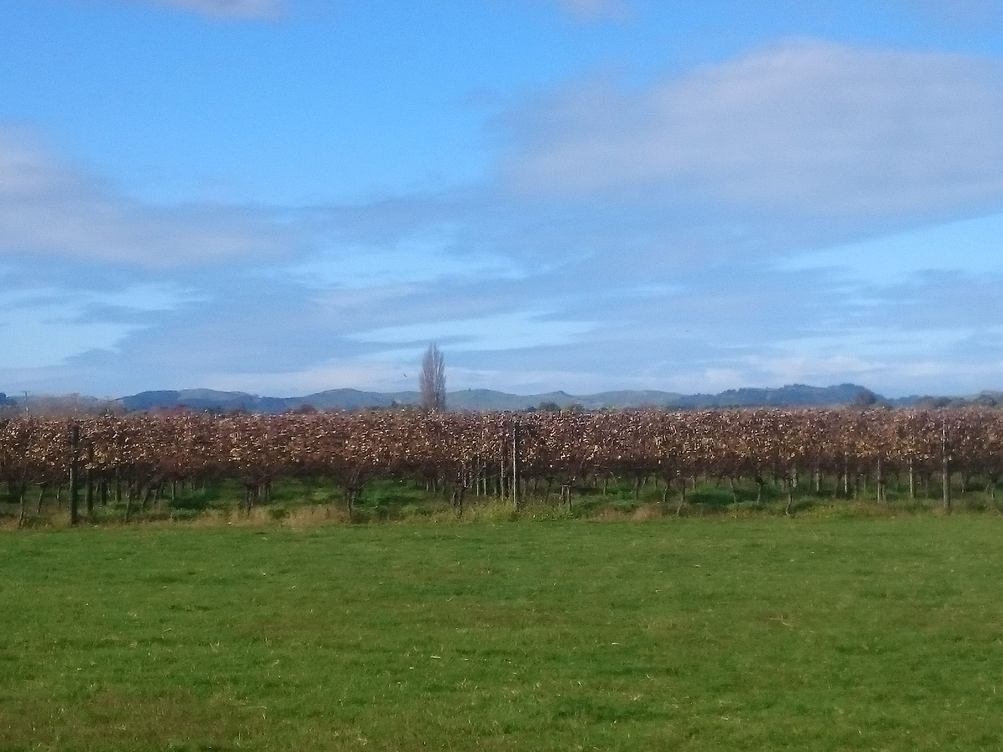 6.5. Weinbau