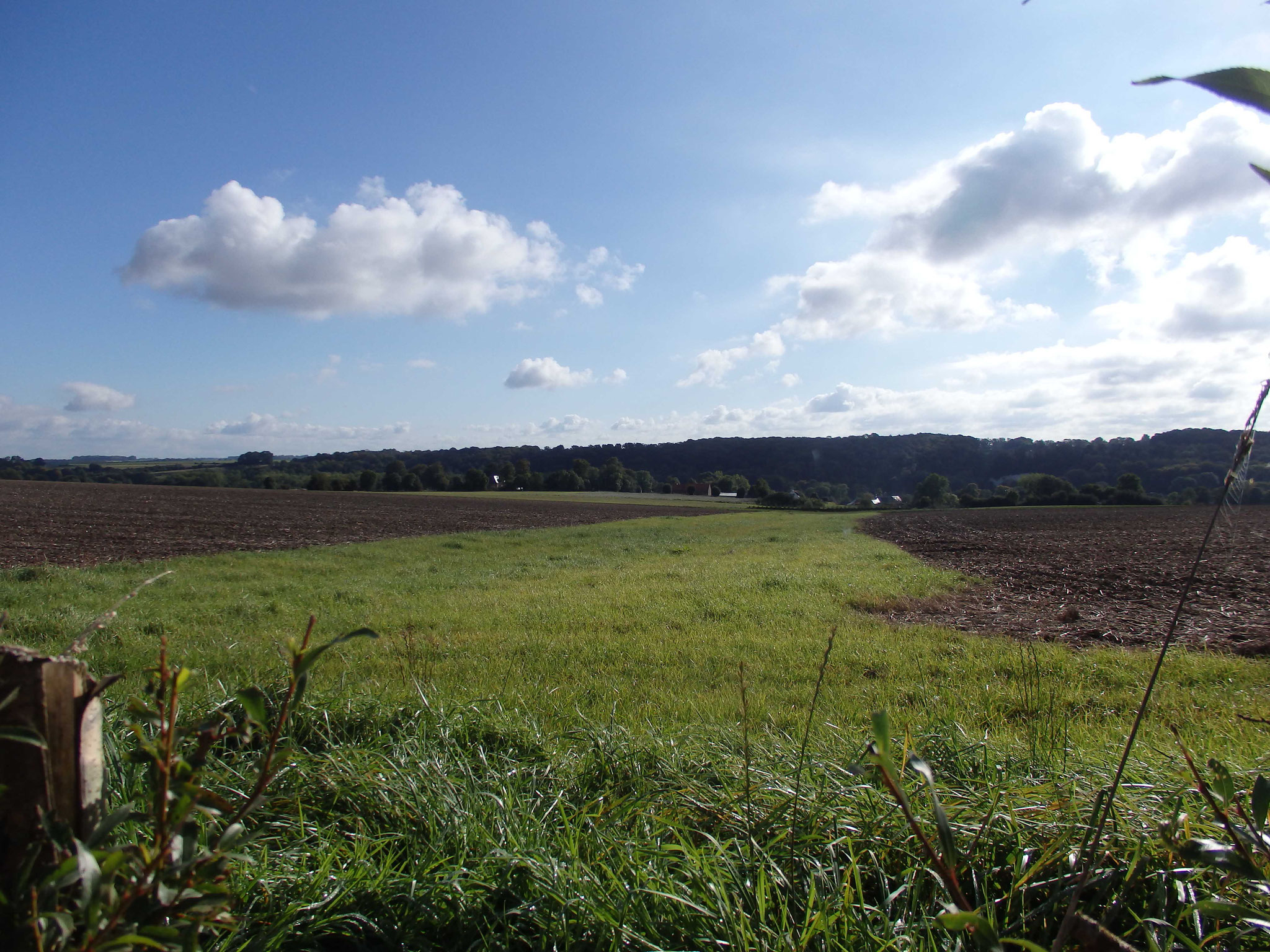 Zone enherbée