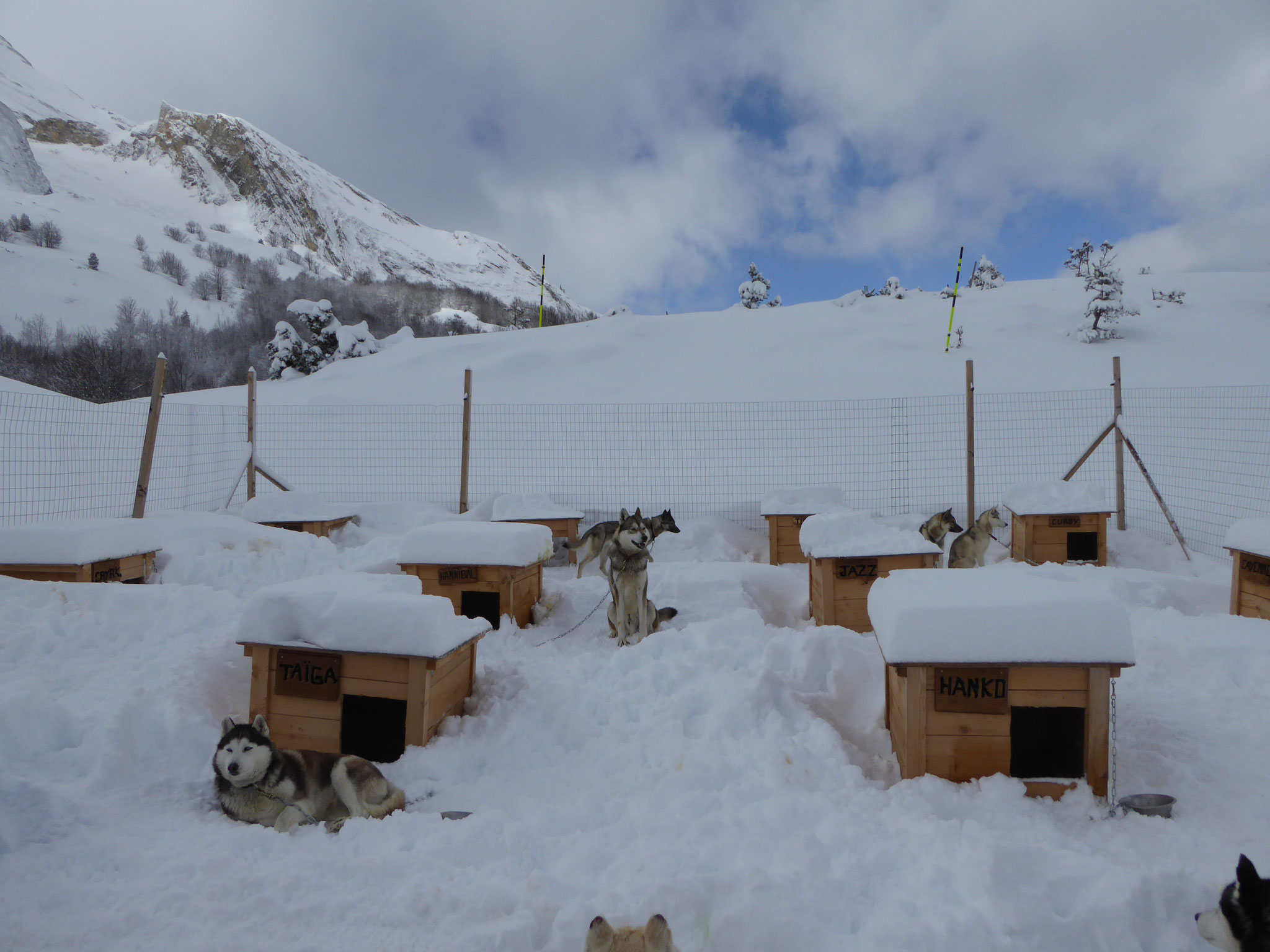 Chiens de traineau à Gourette