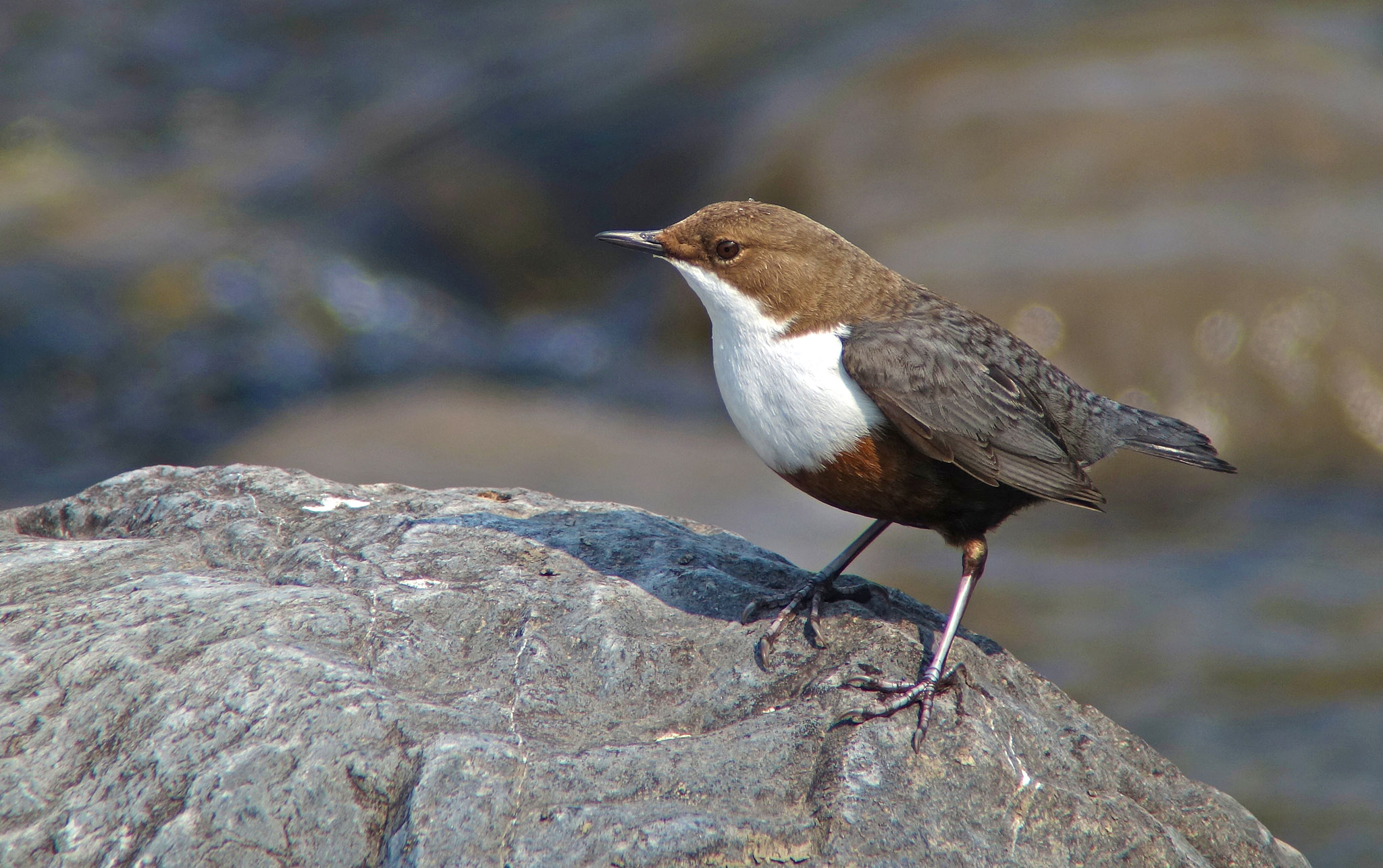 Wasseramsel