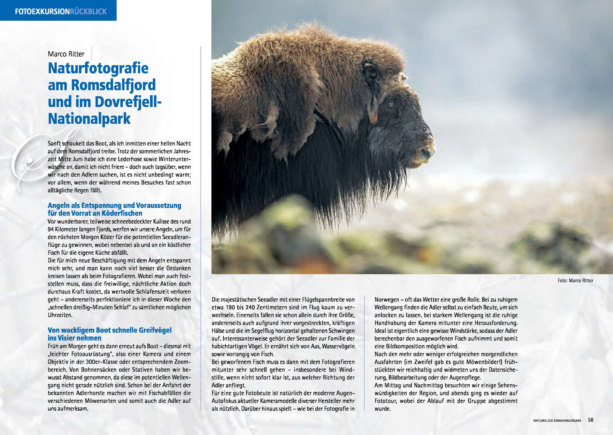 Bebilderung des Artikels "Naturfotografie am Romsdalfjord und im Dovrefjell-Nationalpark" in Naturblick Sonderausgabe 2022/2023