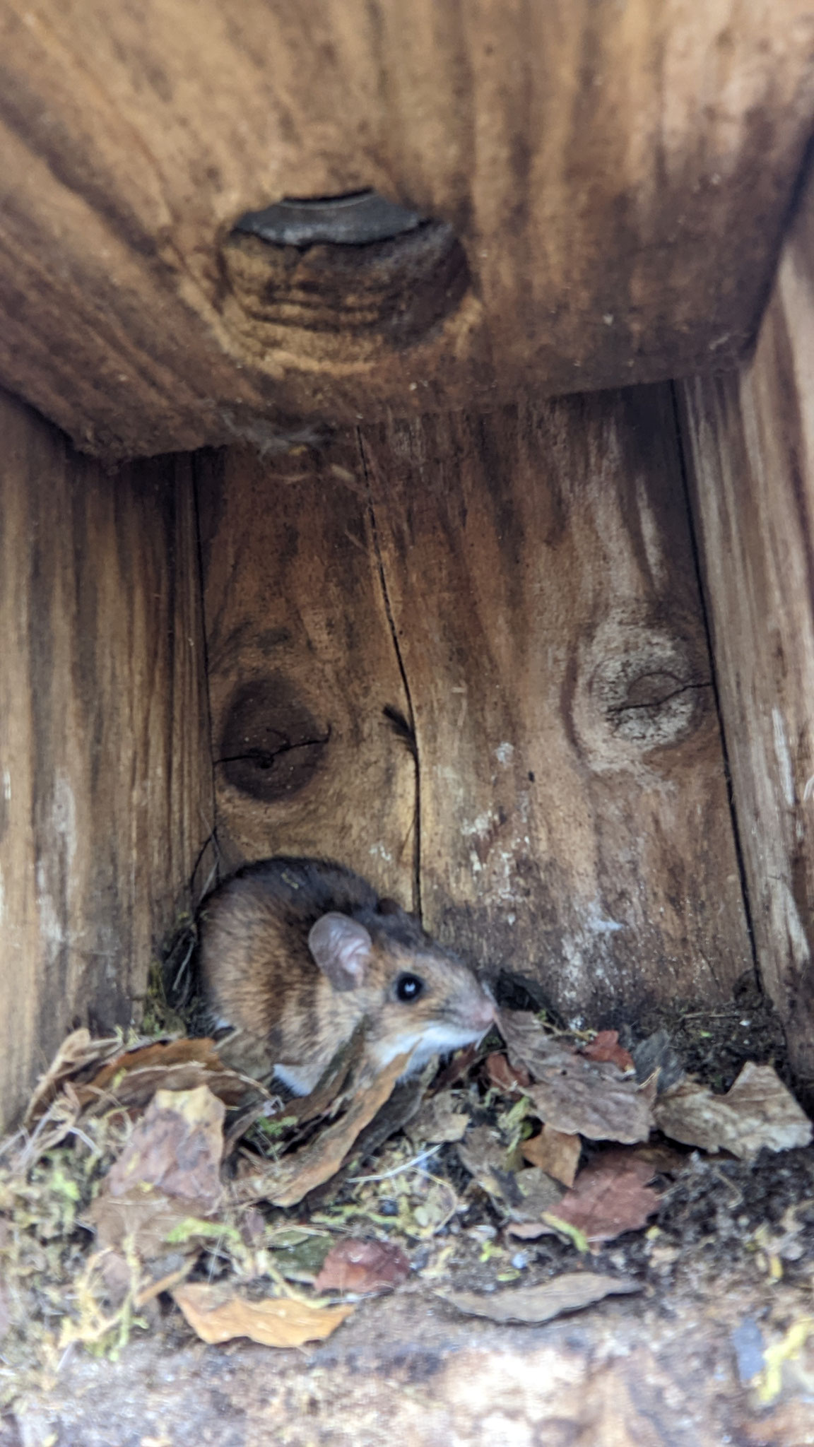 Waldmaus im Meisenkasten. Foto: NABU Ilm-Kreis