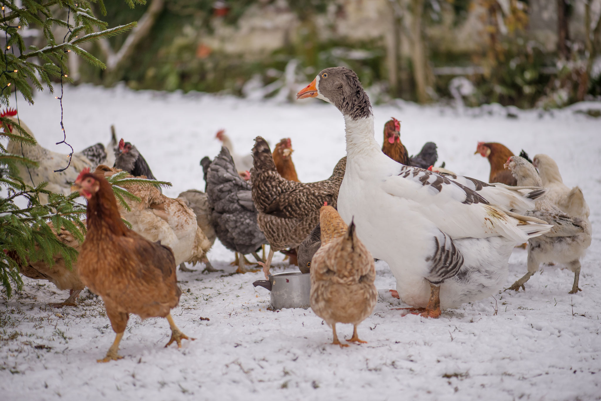 Geflügel im Winter #AltesForstamtimteutoburgerwald#