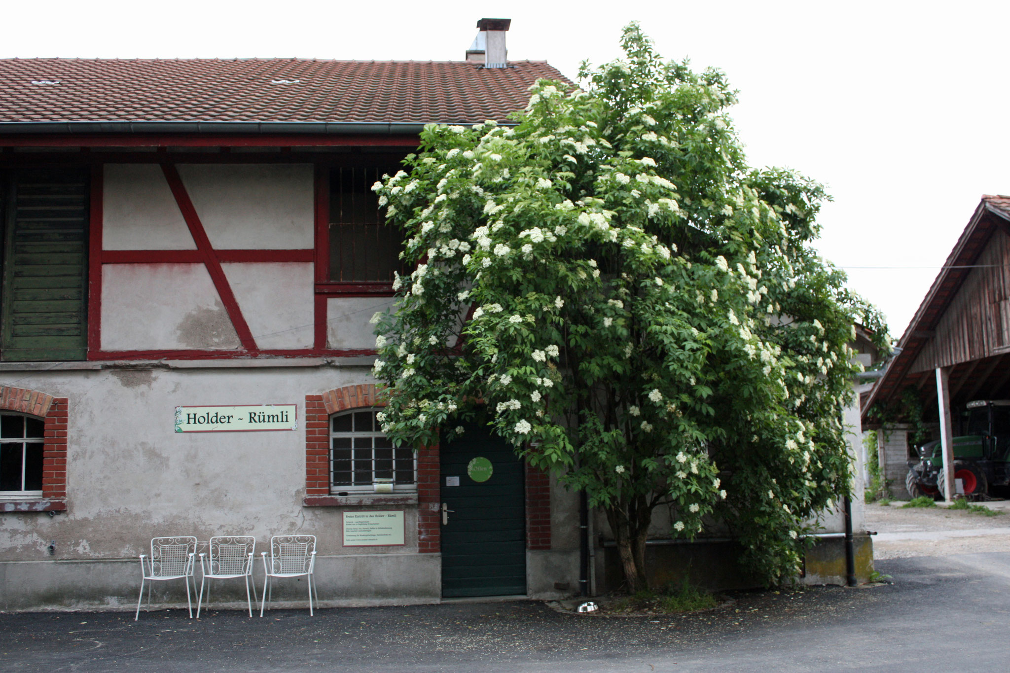 Der Namenspatron - Blühender Holunder vor dem Eingang zum Holder - Rümli