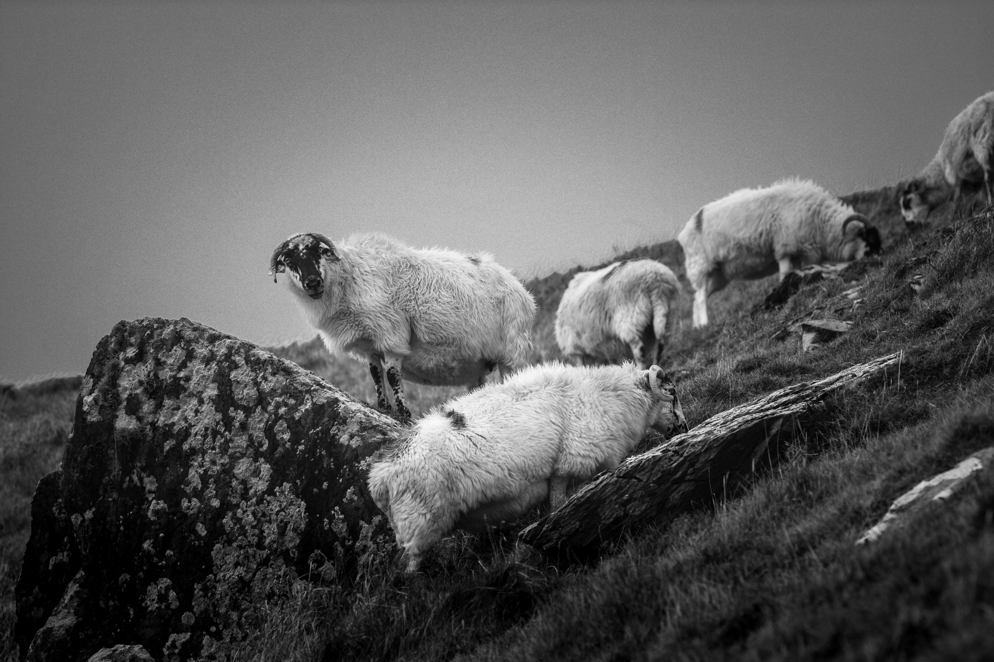 Schafe auf der Dingel Halbinsel - Irland