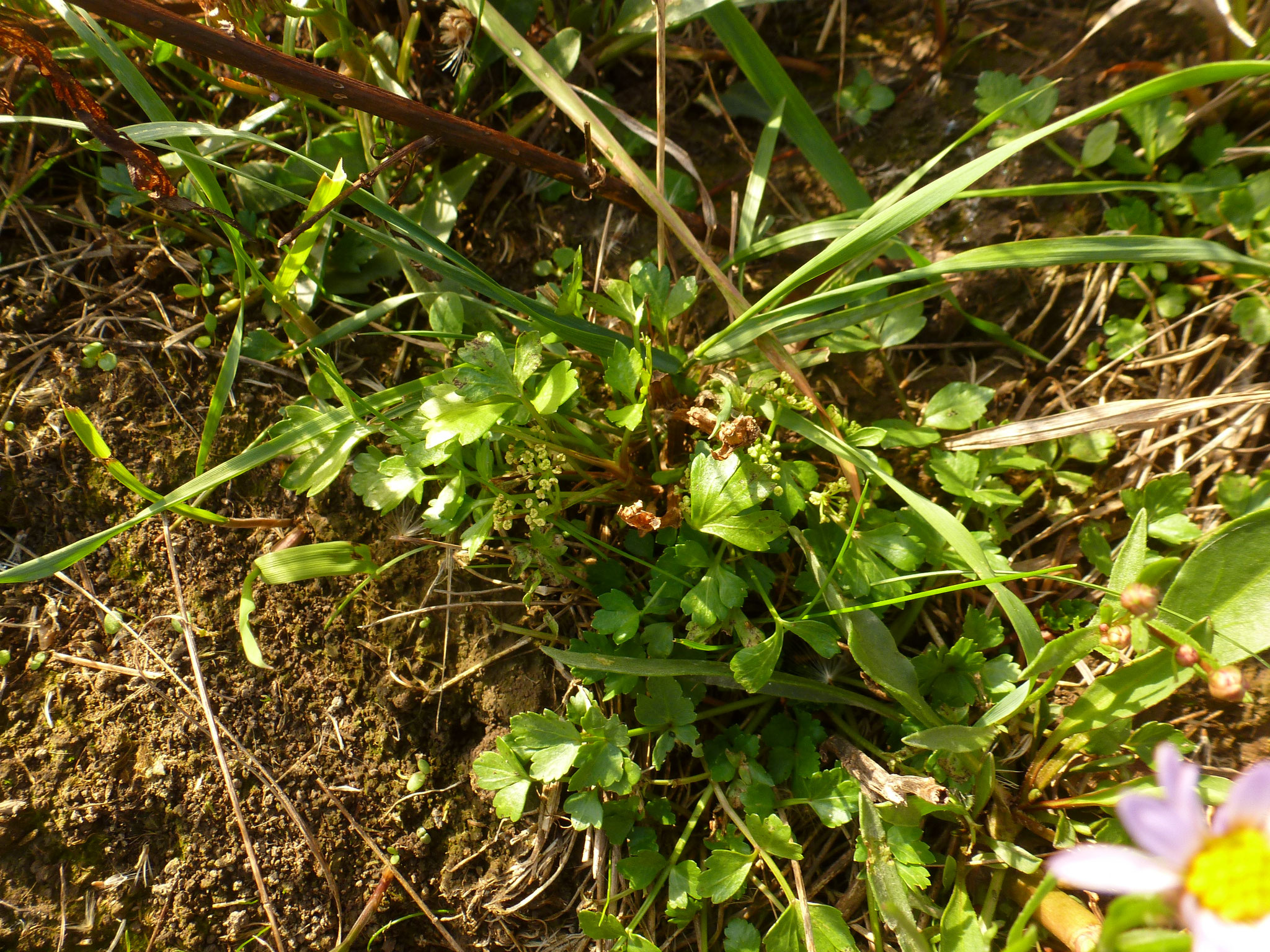 Kleines Exemplar des Echten Selleries mit Blüte. Foto: ÖNSA/M.Neßmann