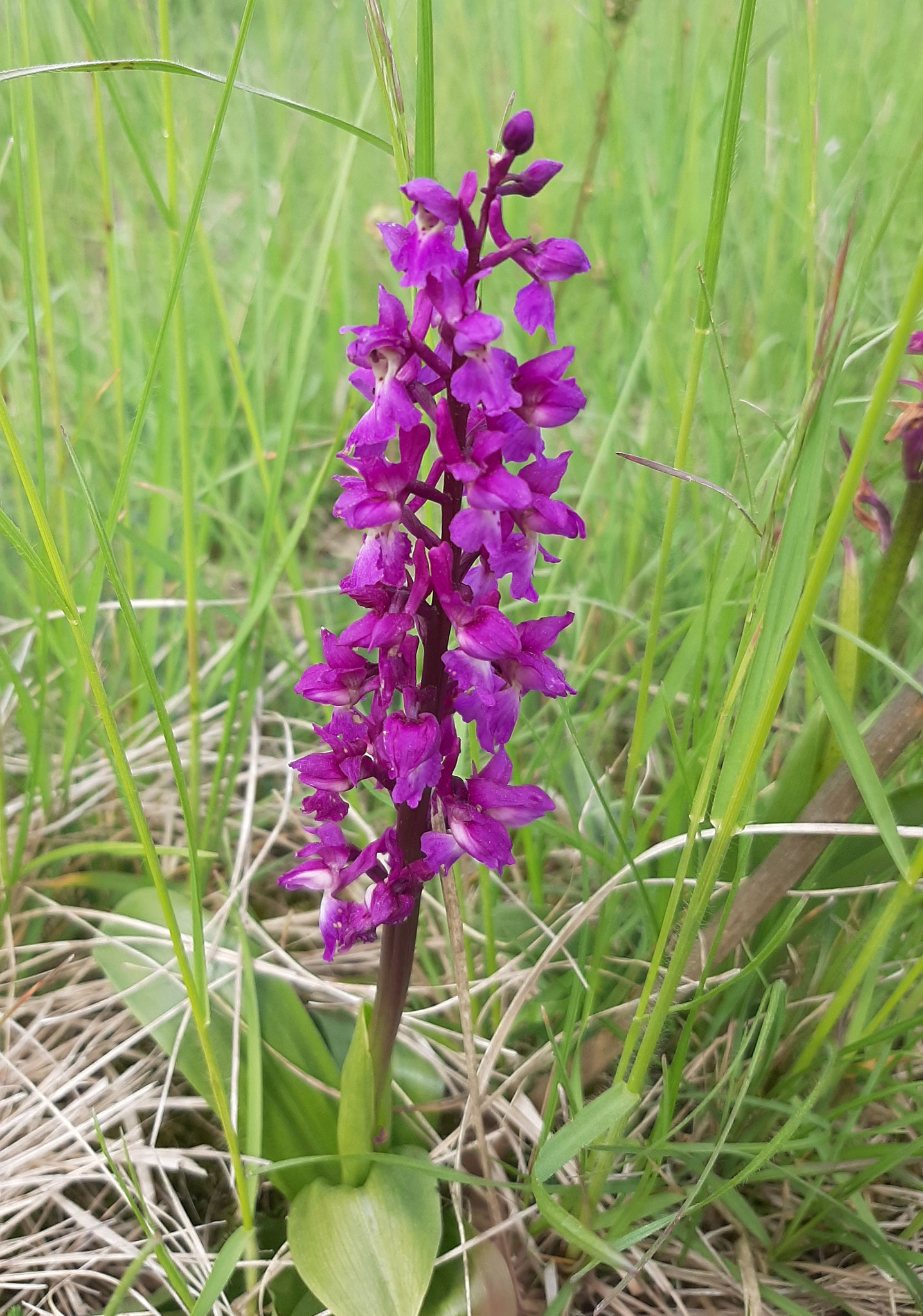 Blühende Orchidee. Foto: ÖNSA/J. Weber