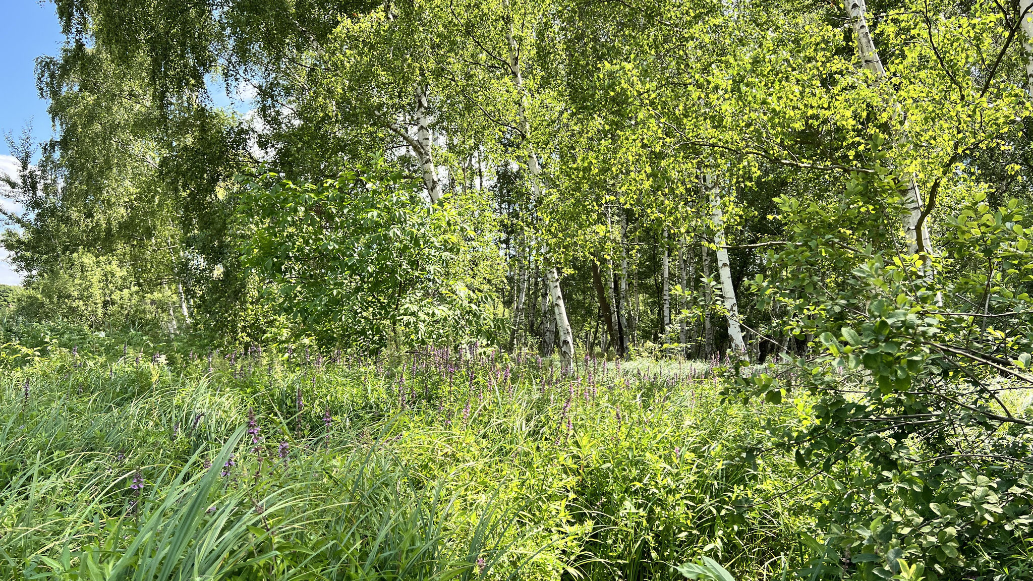 Wald und Feuchtgrünland wechseln sich ab. Foto: ÖNSA/N.Feige