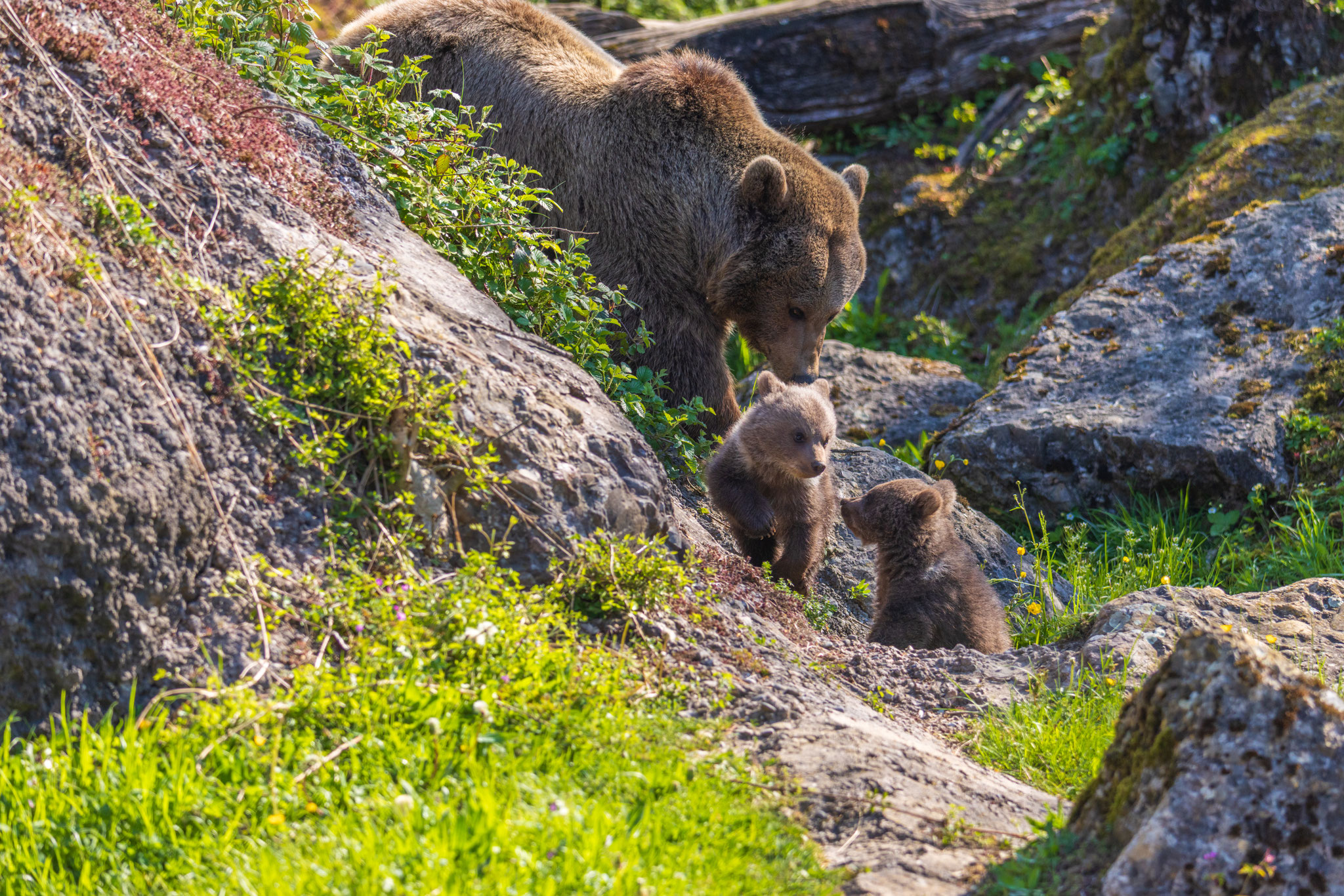 Bärenkinder, Tierpark Goldau, Syrische Bären, Baby Bären, junge Bären