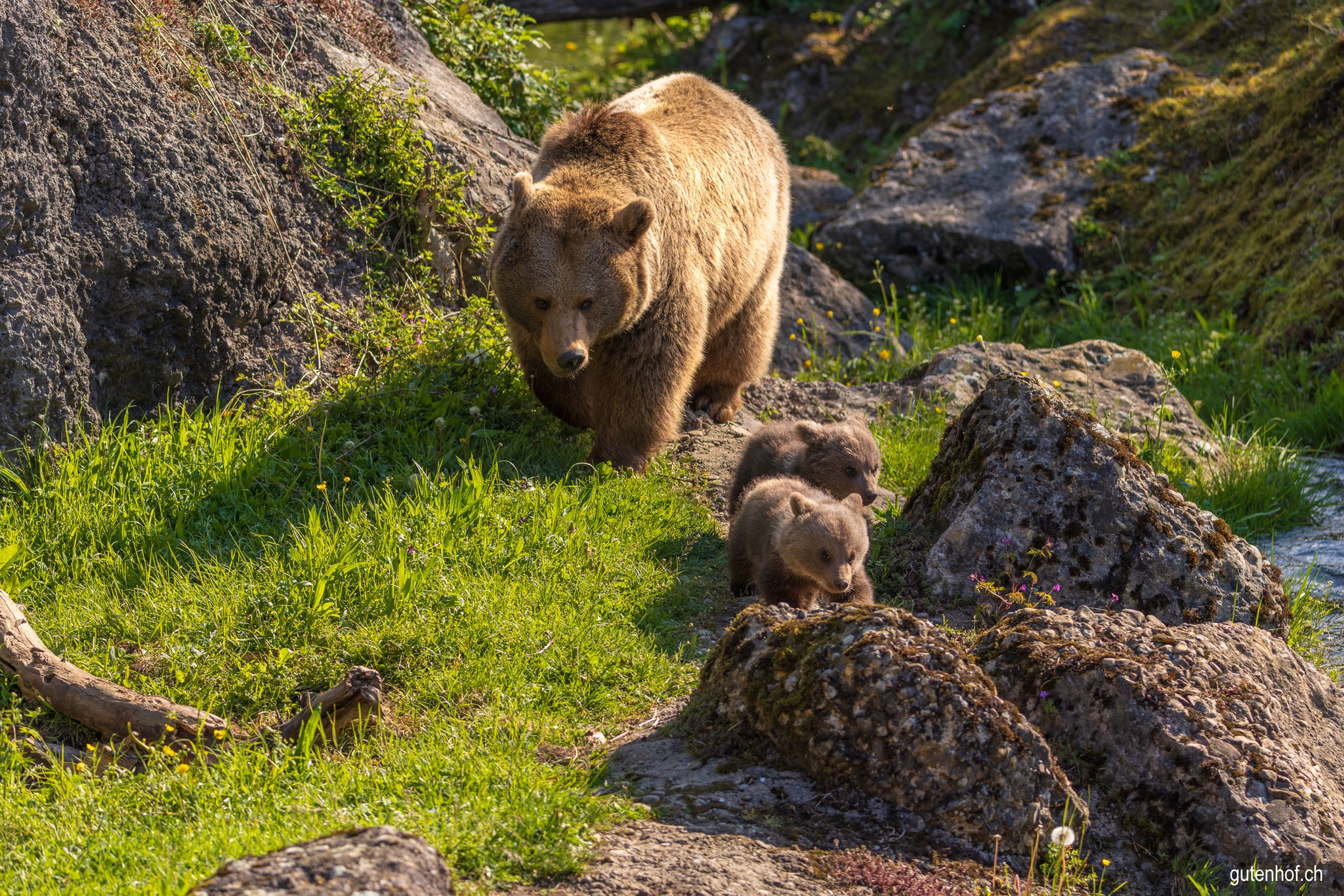Bärenkinder, Tierpark Goldau, Syrische Bären, Baby Bären, junge Bären