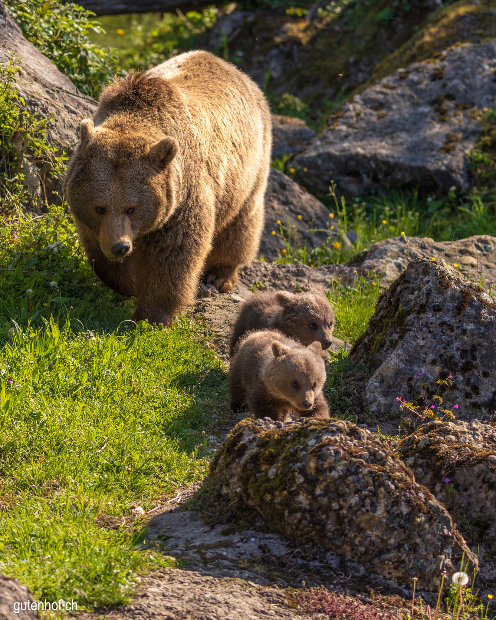 Bärenkinder, Tierpark Goldau, Syrische Bären, Baby Bären, junge Bären
