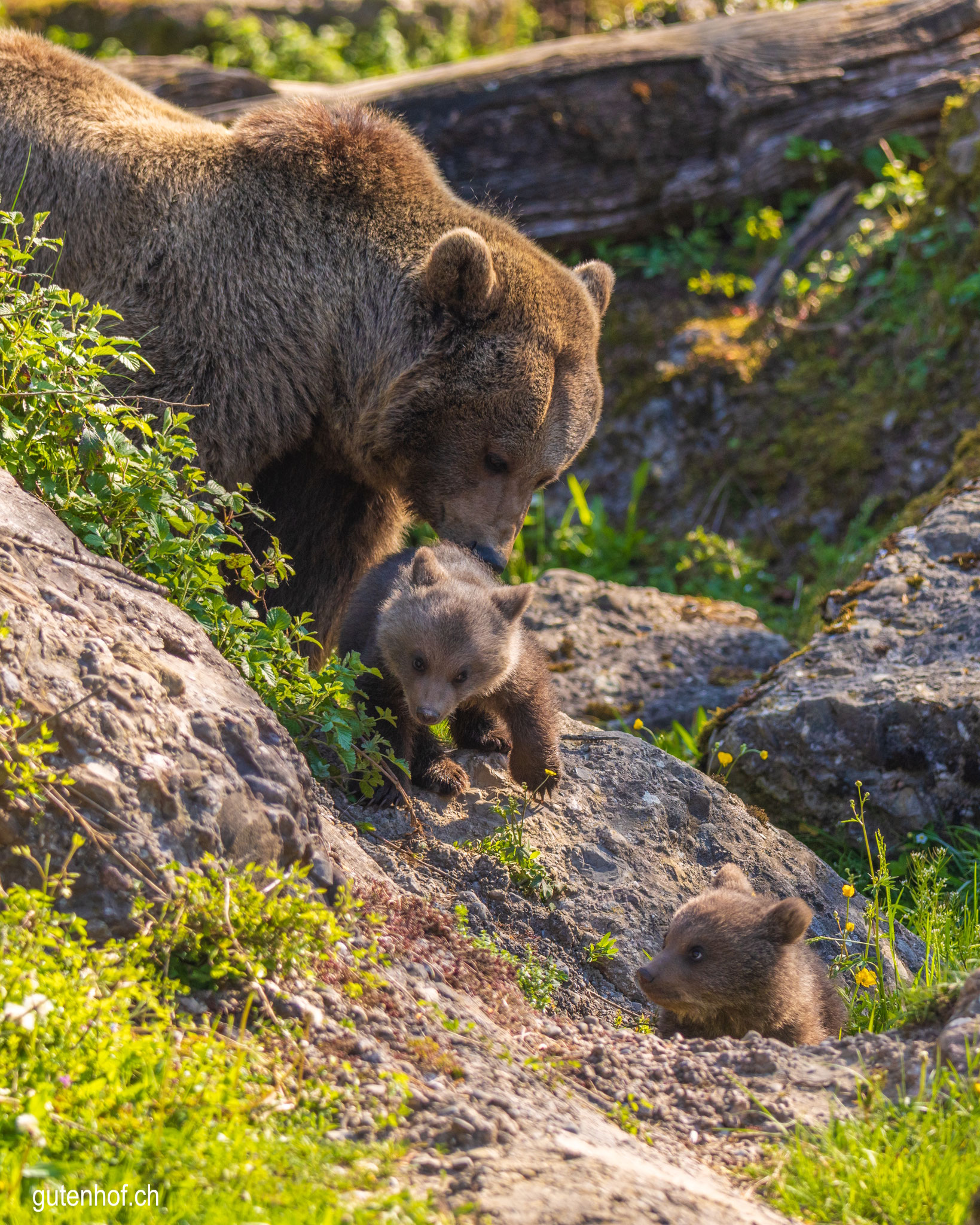 Bärenkinder, Tierpark Goldau, Syrische Bären, Baby Bären, junge Bären