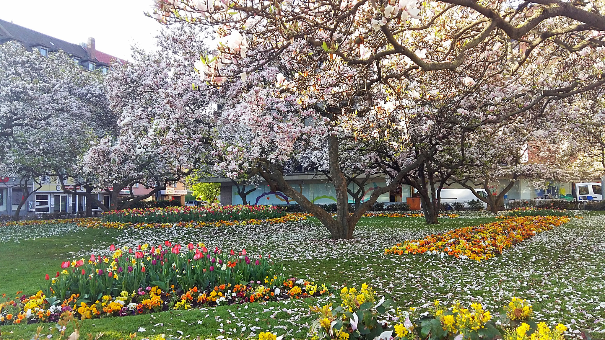 Tulpenbäume in Würzburg