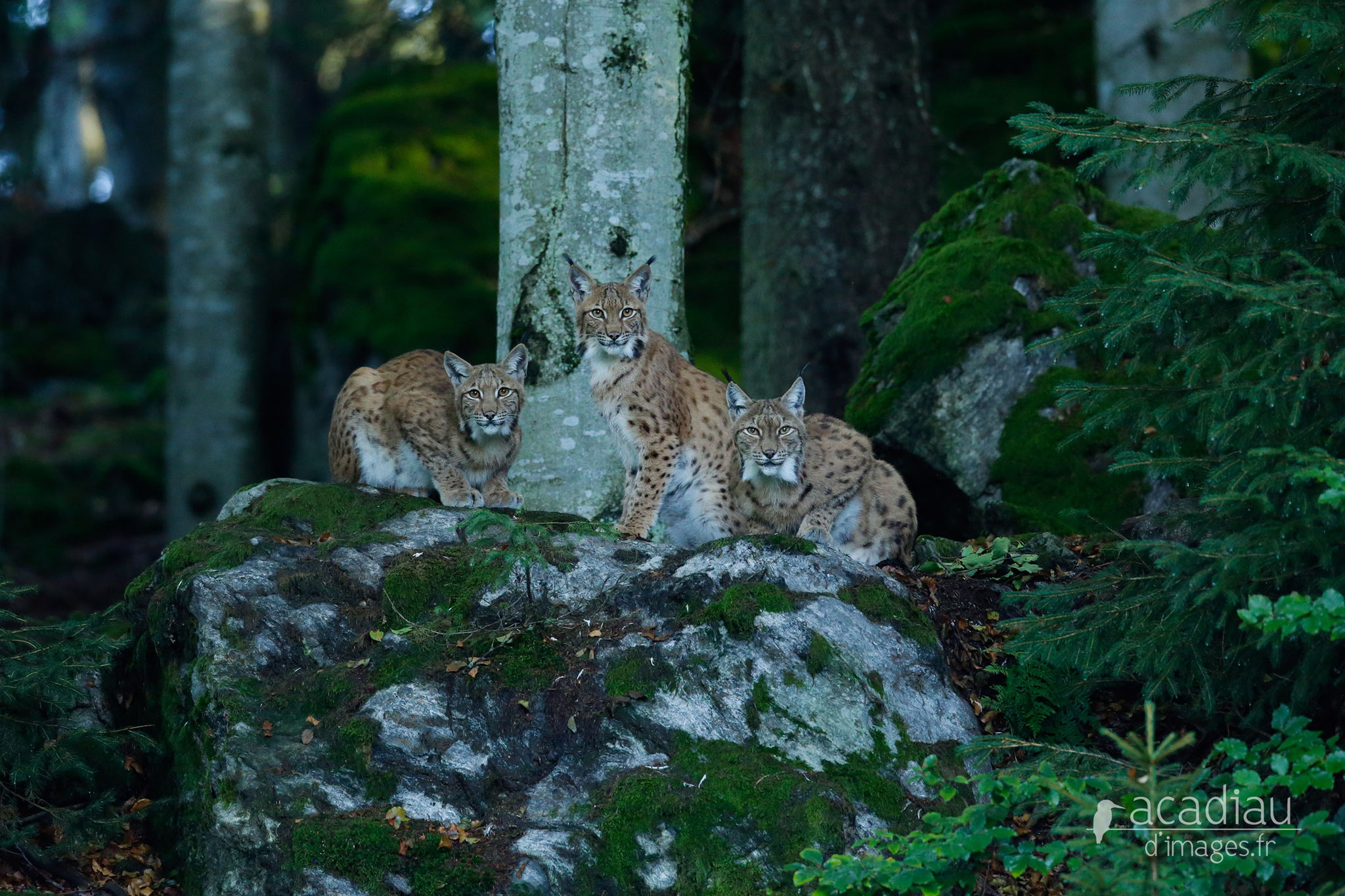 Lynx - BayerischerWald ©Alexandre Roubalay - Acadiau d'images