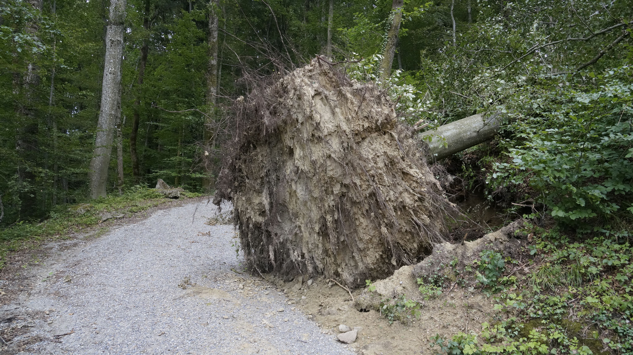 Wald oberhalb Sonnhalde