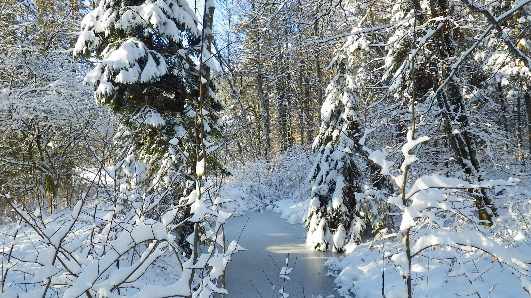 26.12.2010:oberhalb Bopplisser Weid