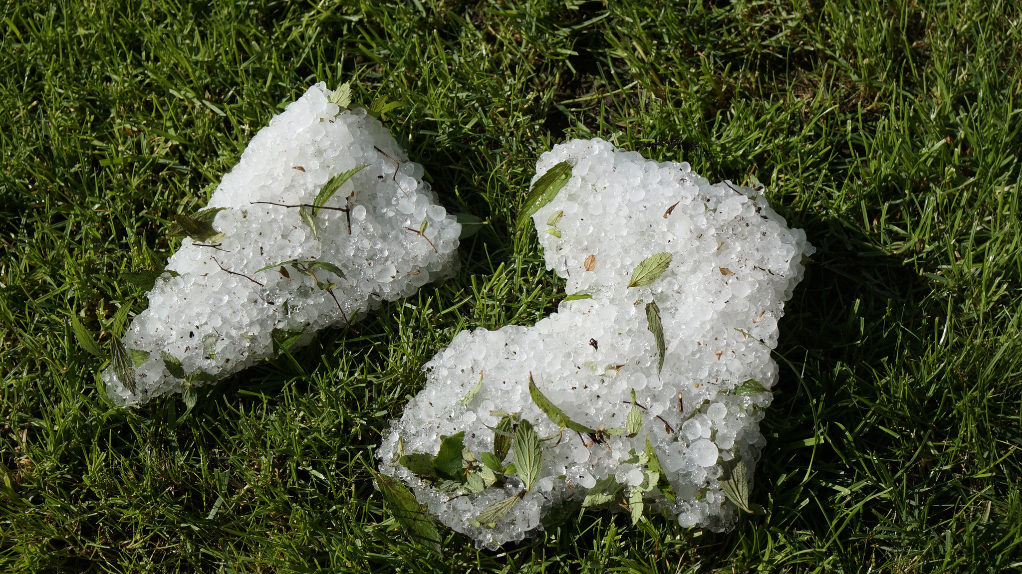 31.5.2018::Hagelkörner im Garten: 14 Stunden nach dem Sturm!