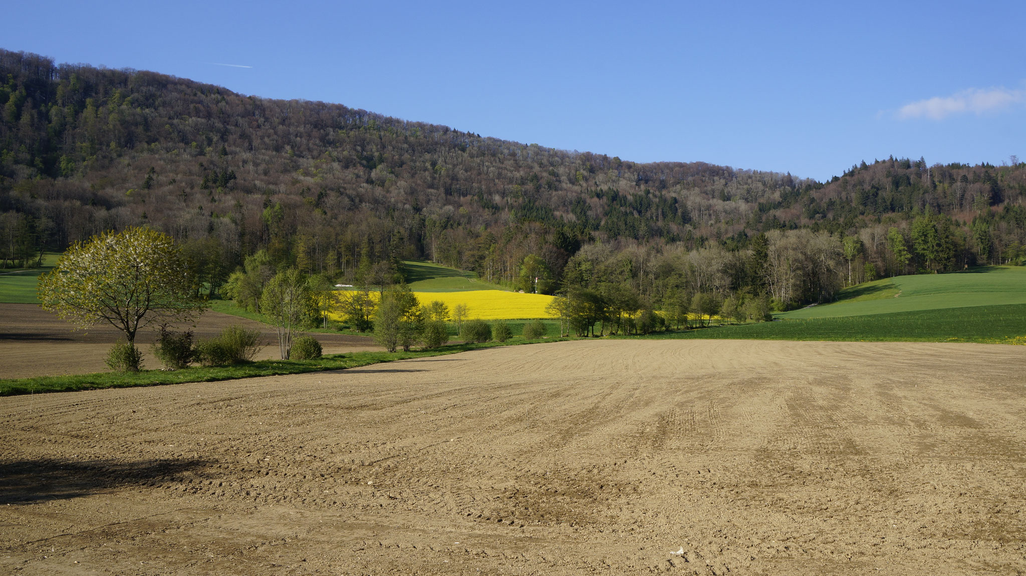 20.4.2017::Weierwis und Bachacher