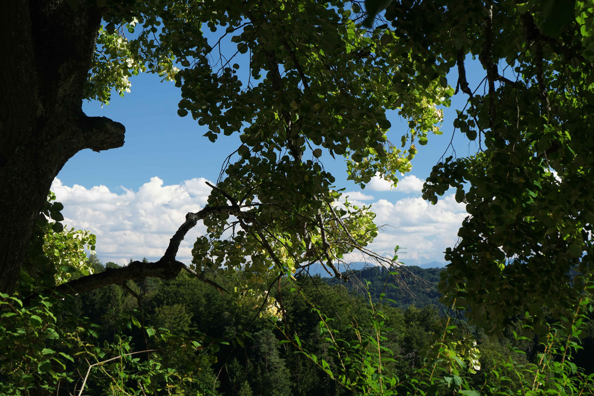 21.8.2022::Blick vom Reservoir Richtung Alpen