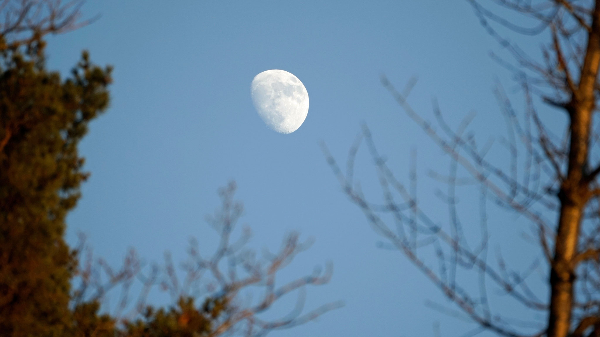 06.01.2020::Mond am späten Nachmittag vom Weiher aus