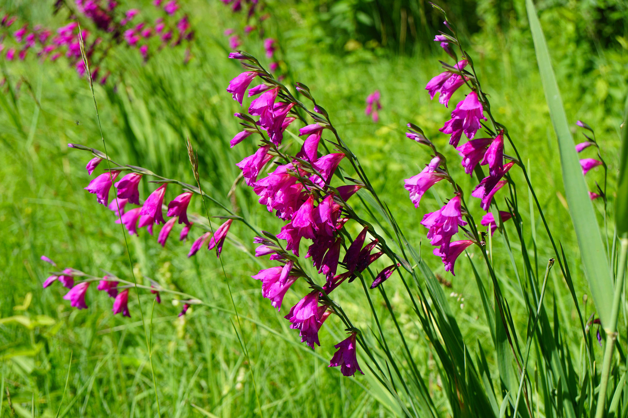 12.6.2022::Sumpfgladiole_Bopplisser Weid