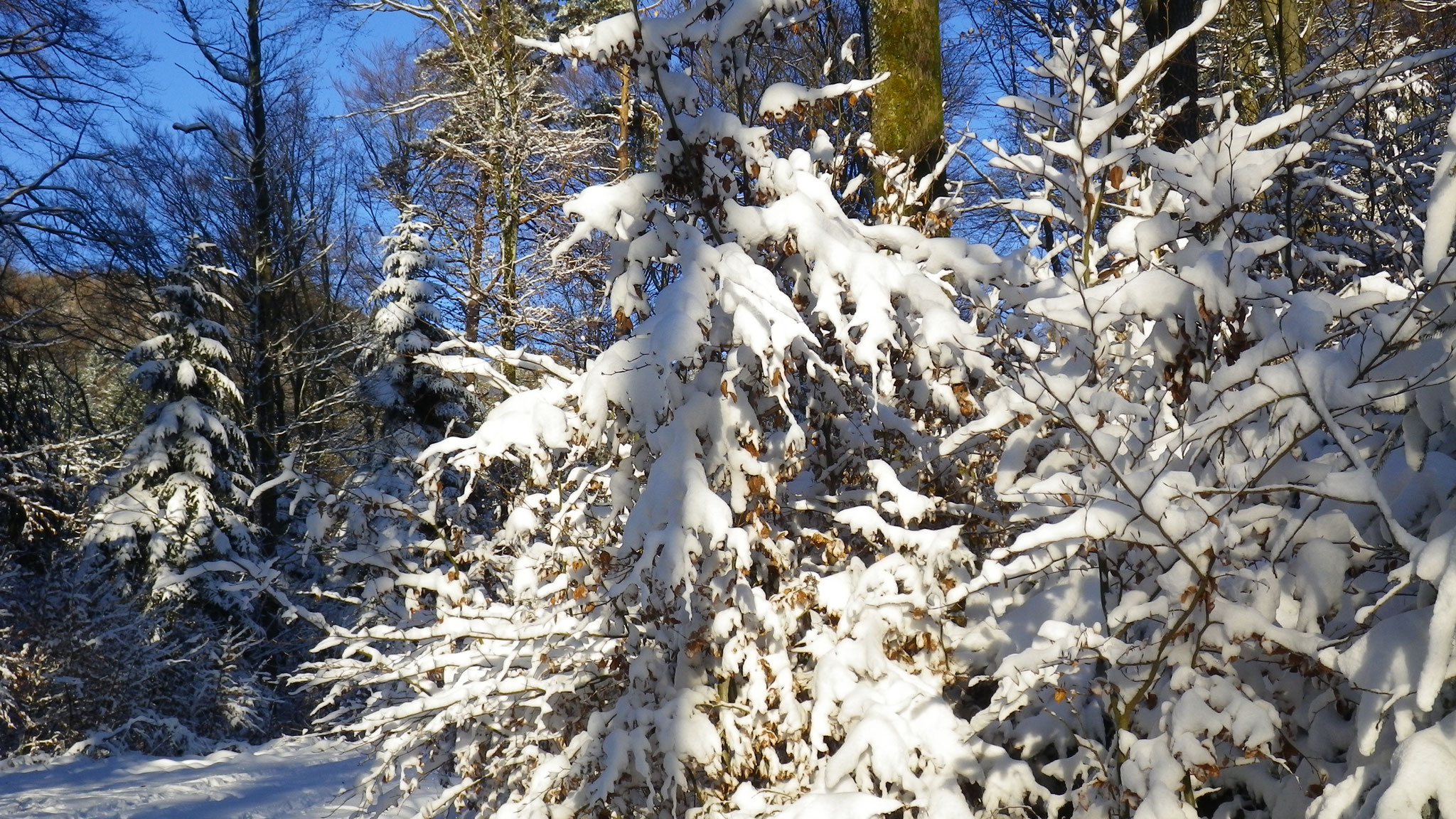 26.12.2010::oberhalb Bopplisser Weid