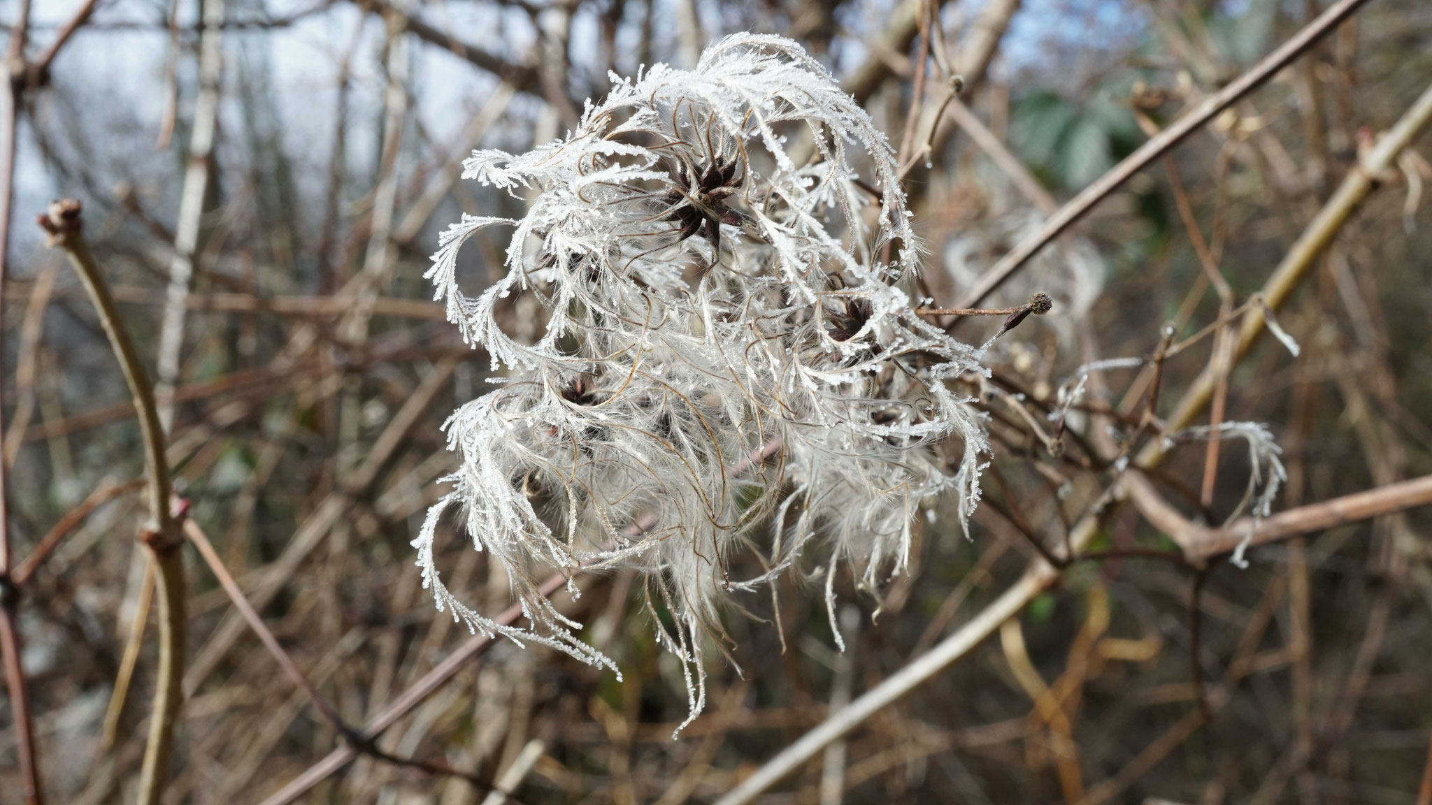 26.1.2022::«Rankende Waldrebe», vereist