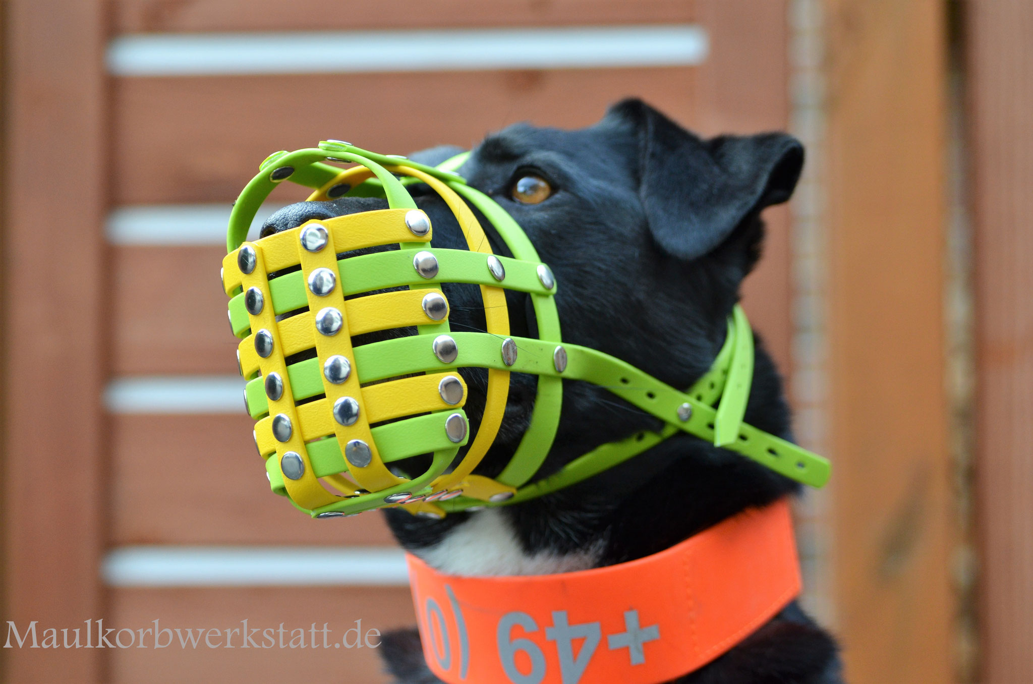 Der Maulkorb für Ihren Hund - Maulkorbwerkstatt
