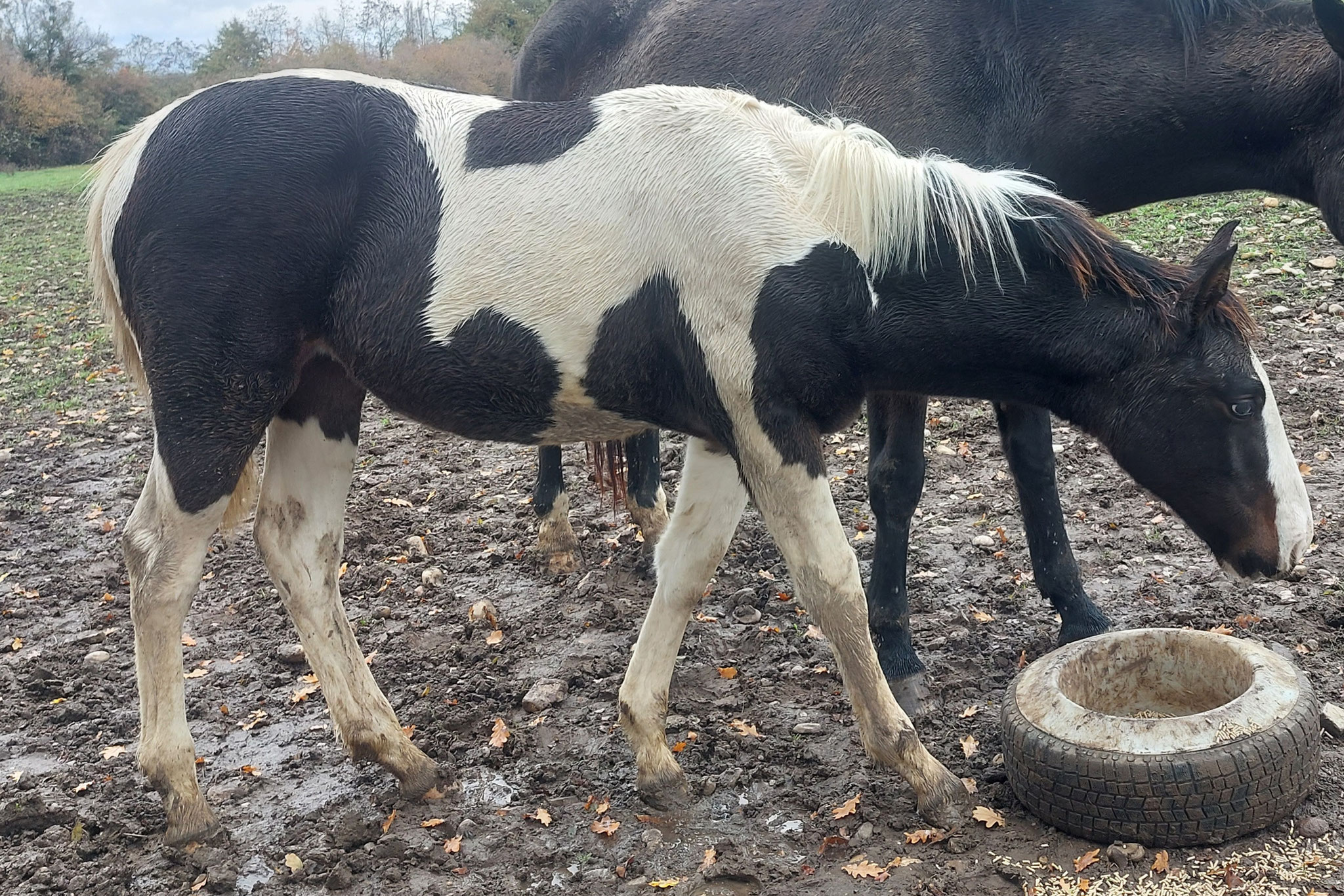 Nukxy du Feydel (SF) par Ukkxy Boo et Far West de la Violle