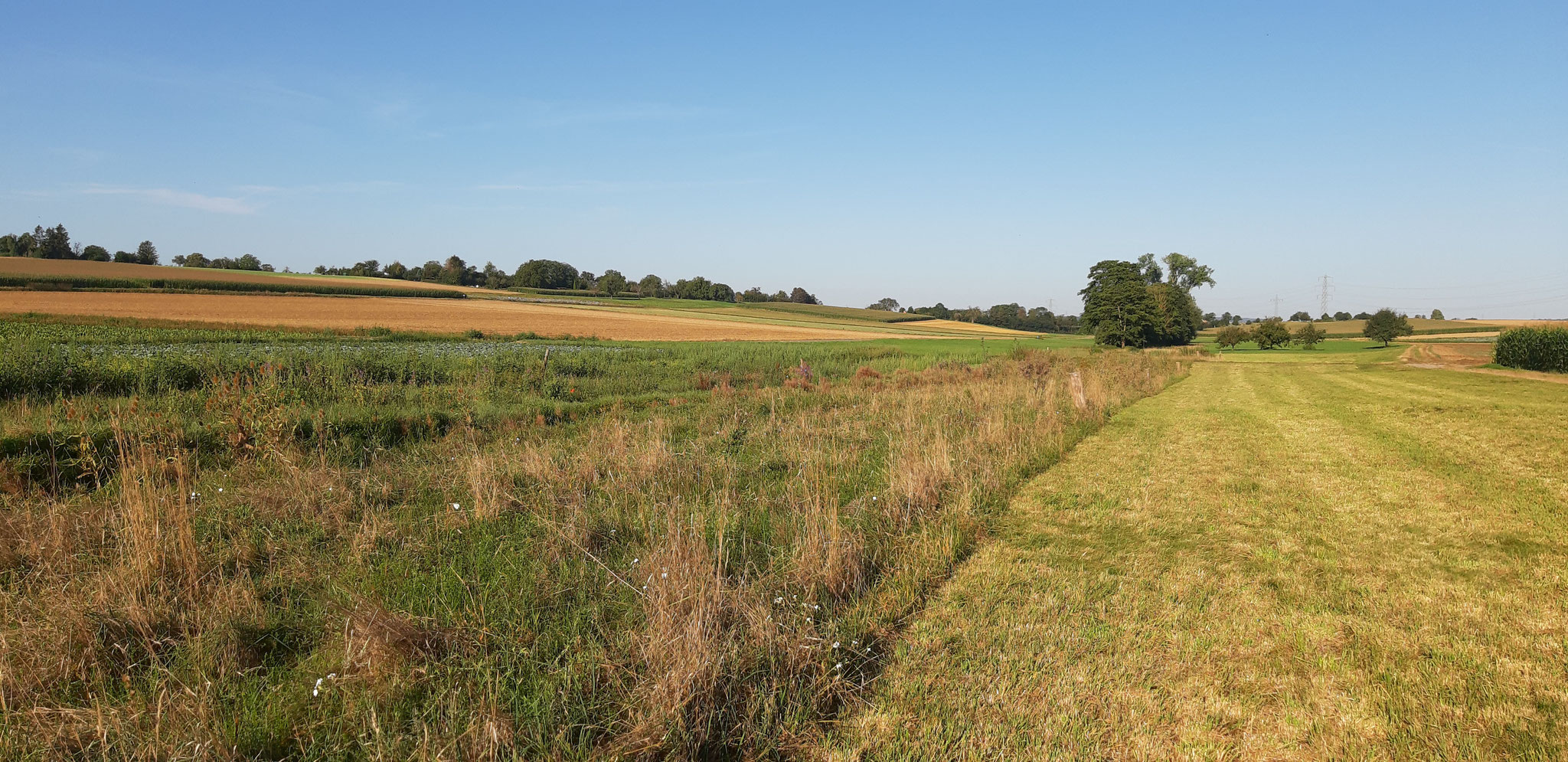 Neuer Altgrasstreifen im Aischbachtal. Bereits fünf Monate später Winterhabitat für ein Schwarzkehlchen. 11.08.2024, J. Völlm