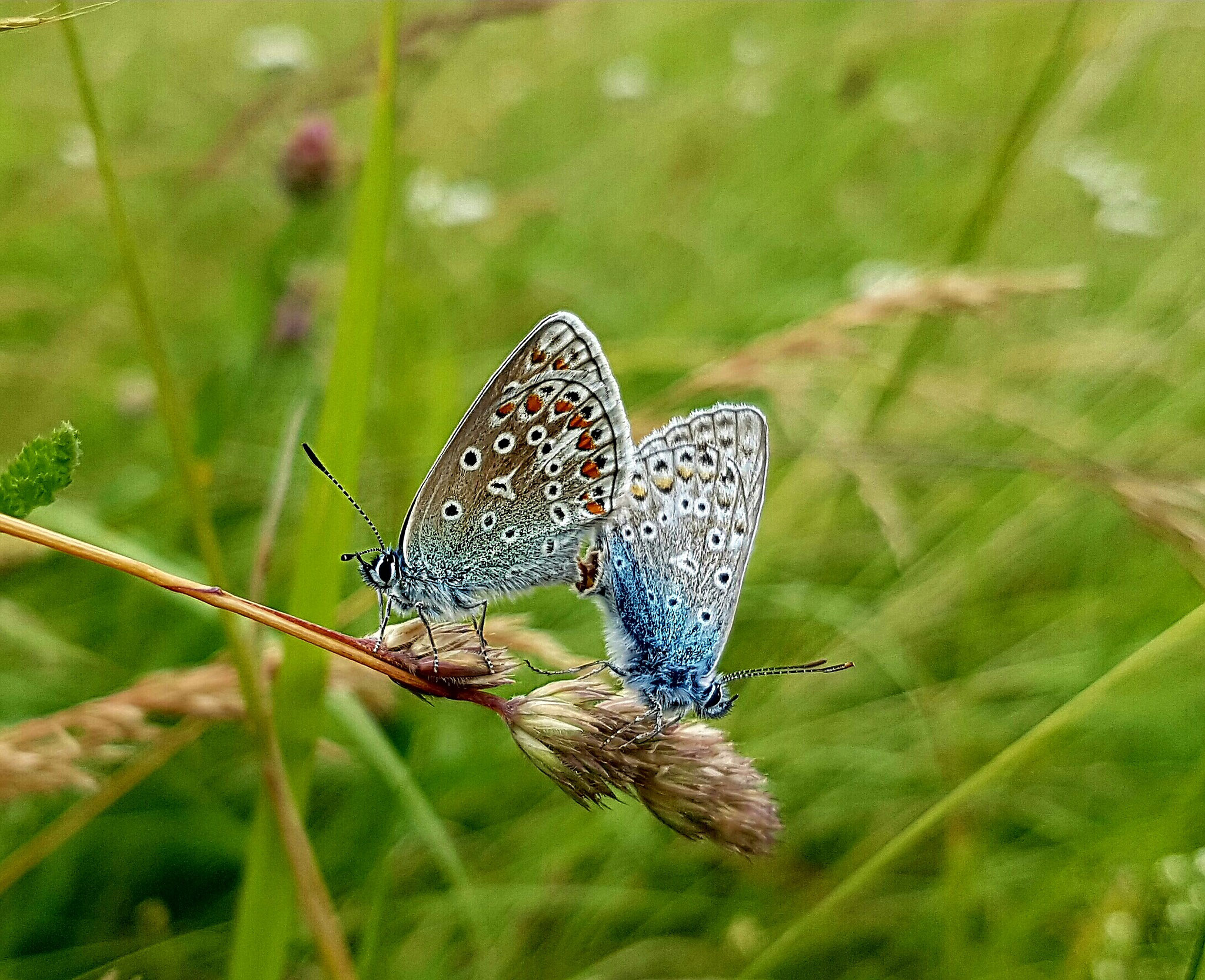 Bläuling-Pärchen in den Gschnaidt-Wiesen (Foto: Müller)