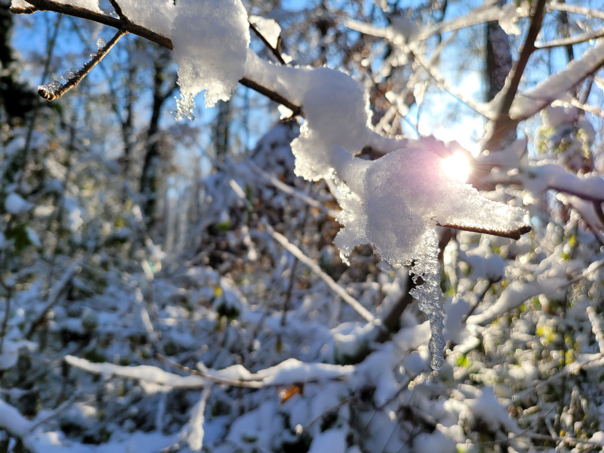 Lichtspiel im Seewald, 03.12.2023, J. Völlm