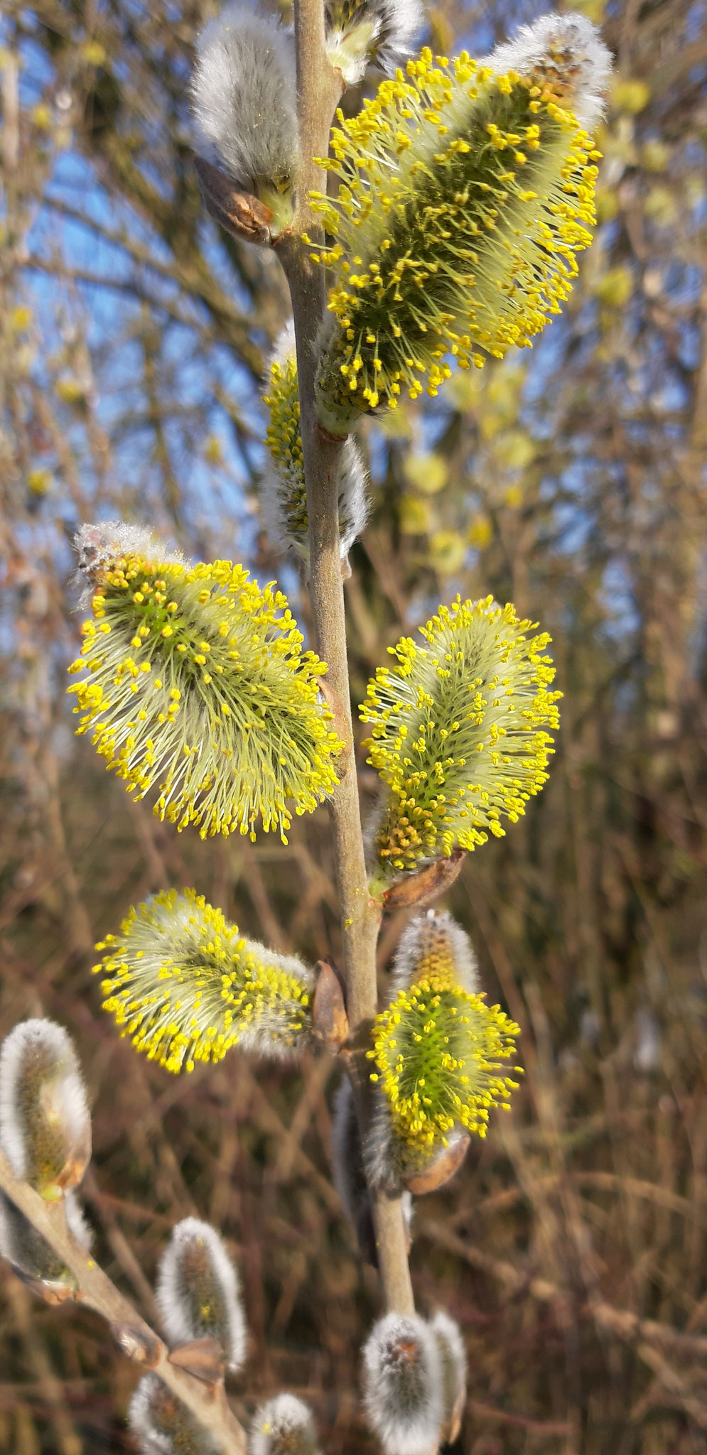 Heckenblüte, 29.02.2024, Maurener Feld, J. Völlm