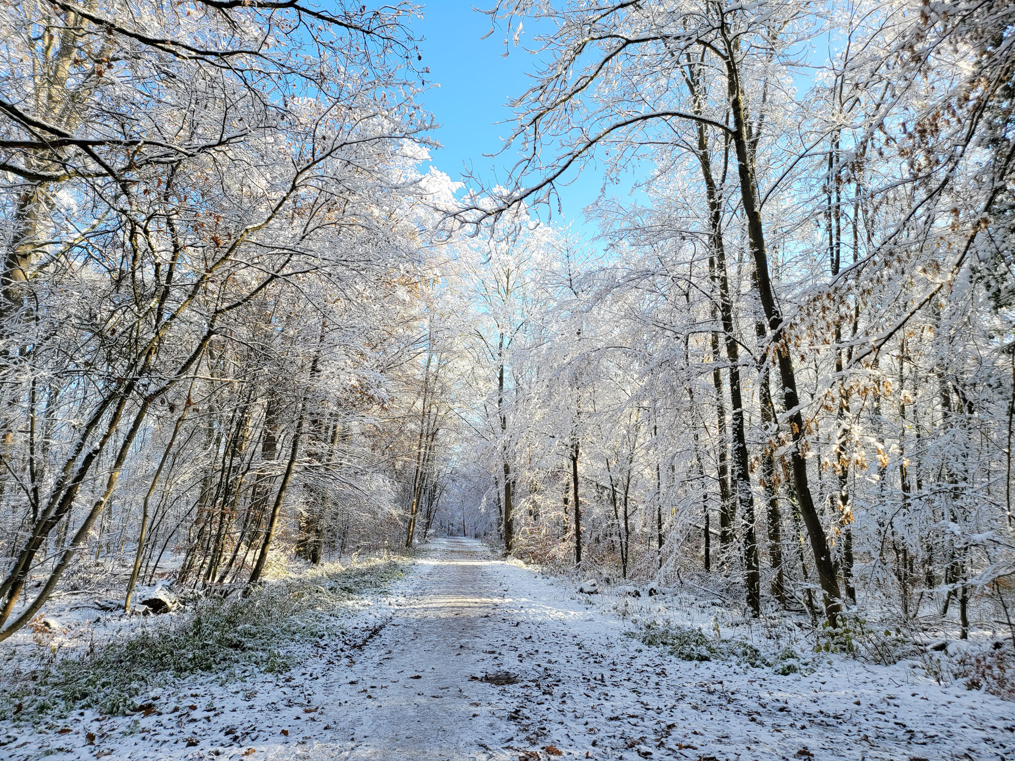 Verschneiter Weg im Seewald, 03.12.2023, J. Völlm