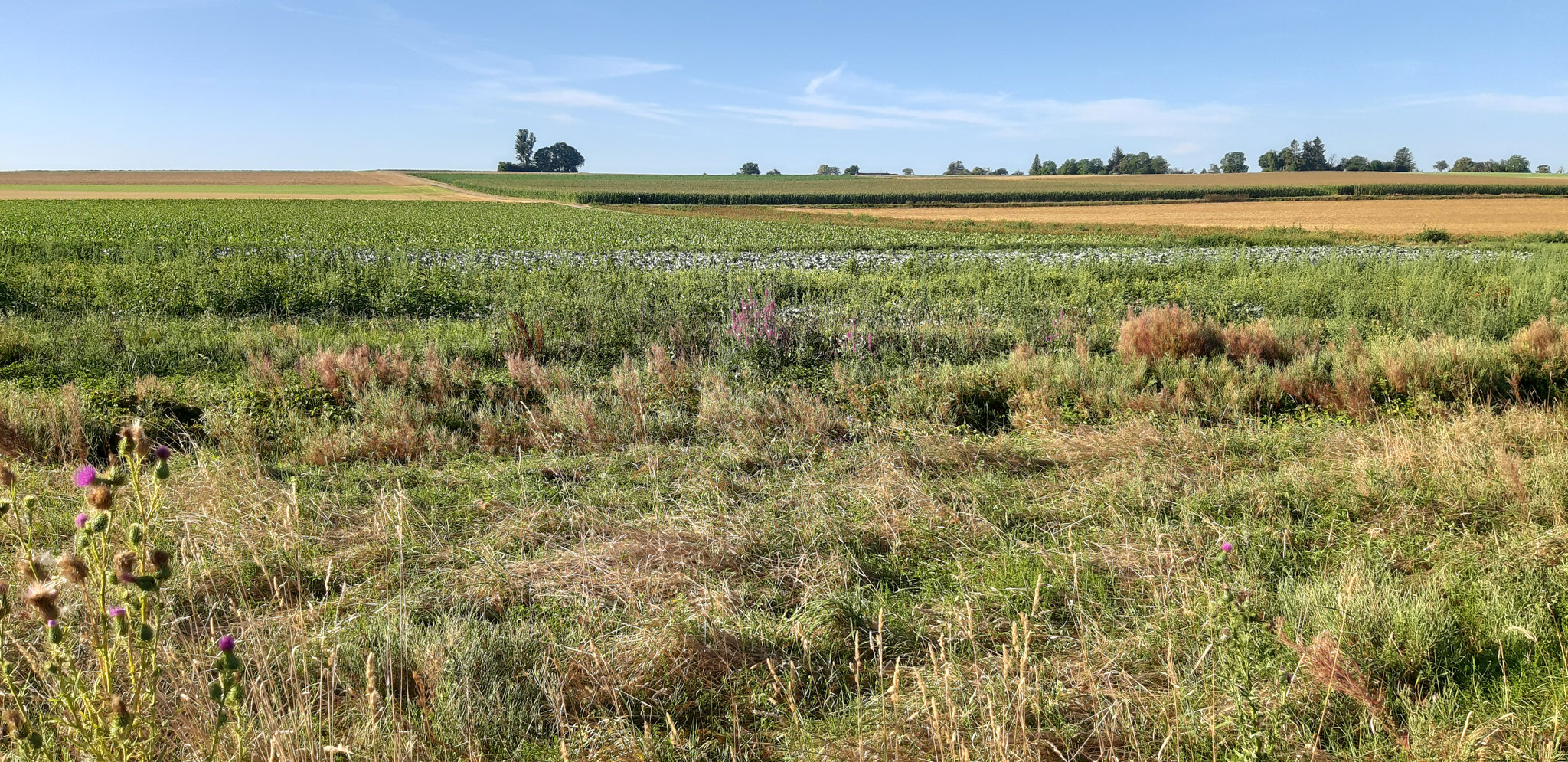 Neue Ruderalfläche am Aischbachgraben Ost, 11.08.2024, J. Völlm